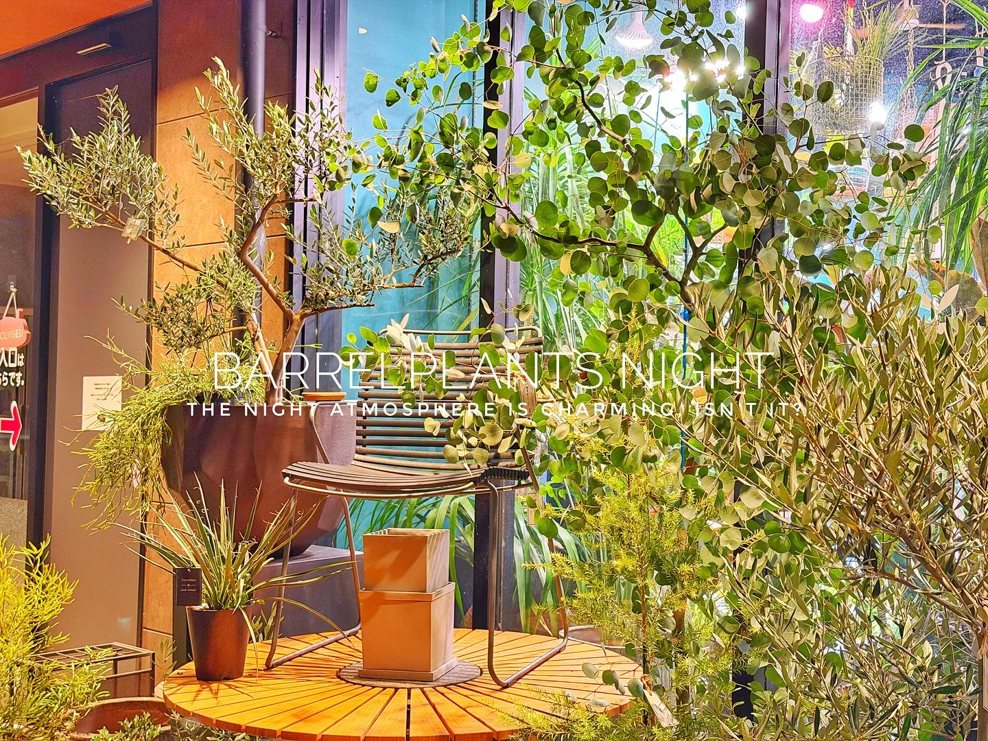 【夜の雰囲気も良い感じ♪外木の中低木入荷してます😊】