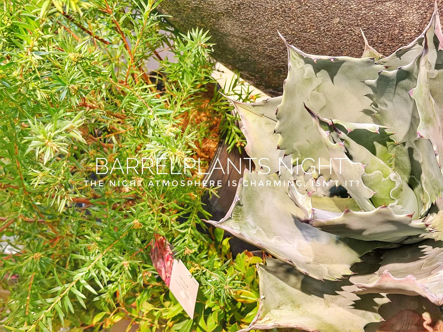 【夜の雰囲気も良い感じ♪外木の中低木入荷してます😊】