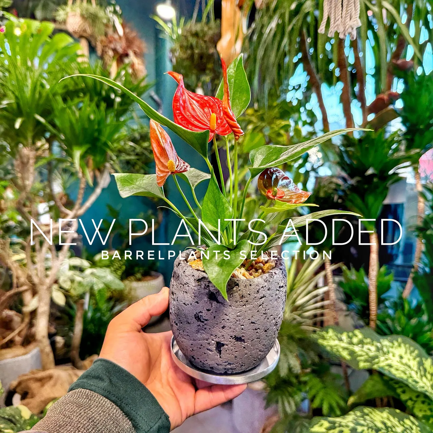 【ベイスショップに新しい植物を15鉢追加しました😊】