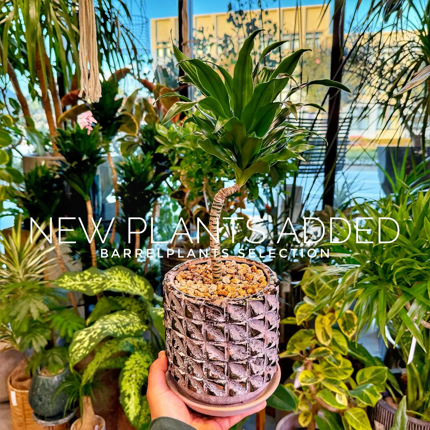 【ベイスショップに新しい植物を15鉢追加しました😊】