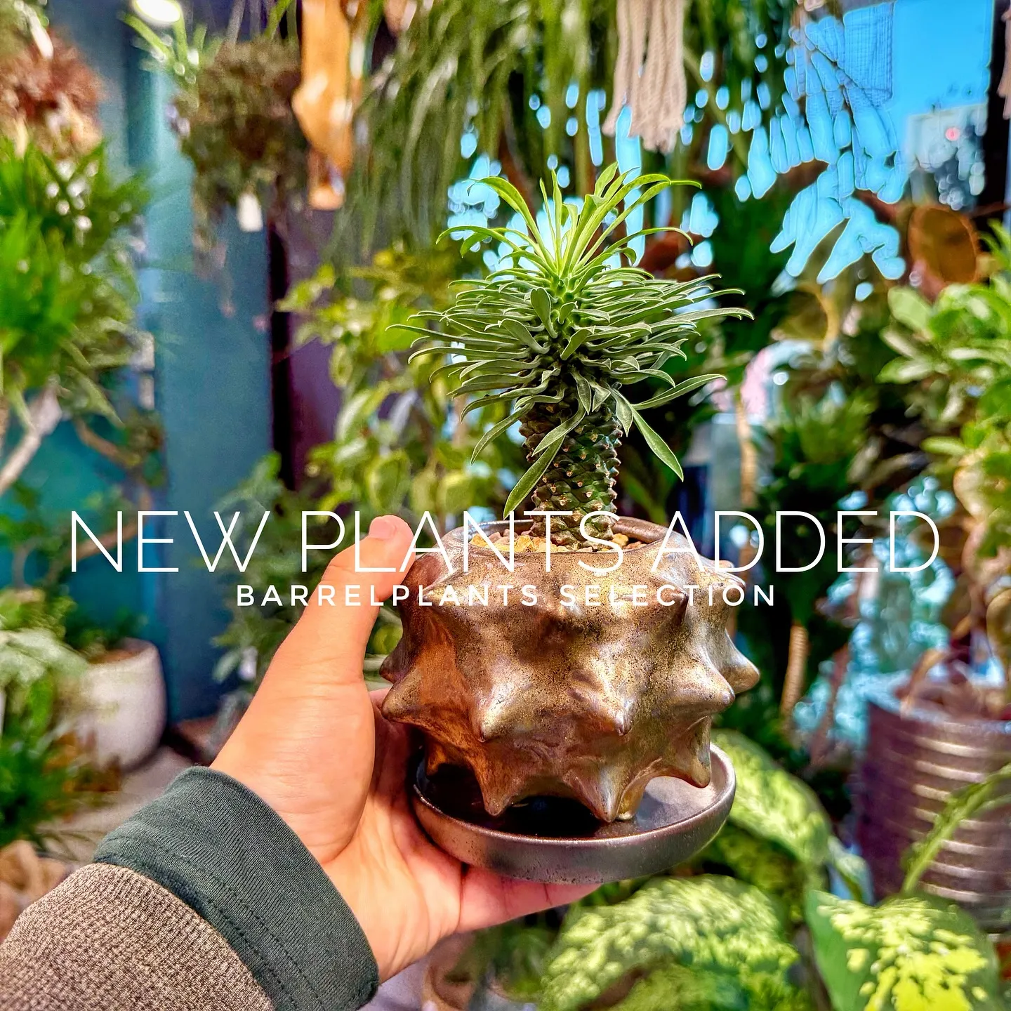 【ベイスショップに新しい植物を15鉢追加しました😊】