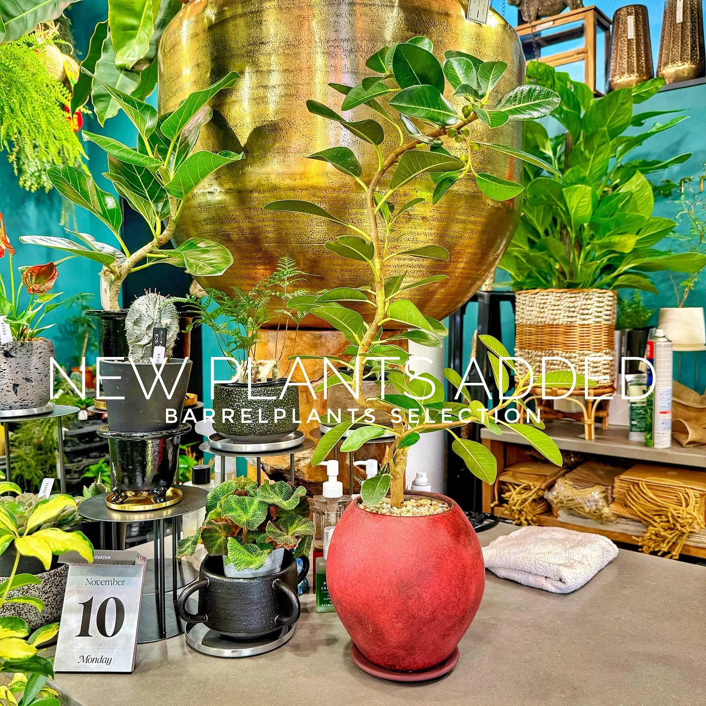 【ベイスショップに新しい植物を15鉢追加しました😊】