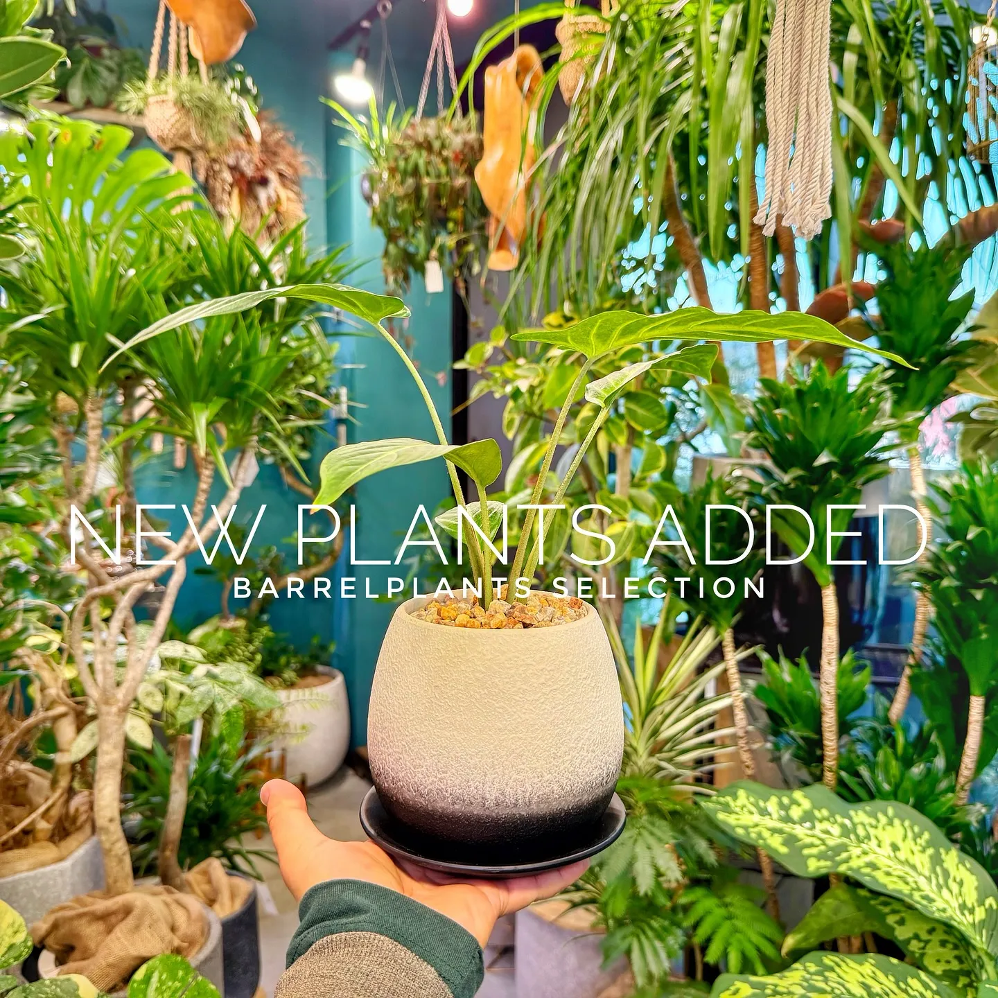 【ベイスショップに新しい植物を15鉢追加しました😊】