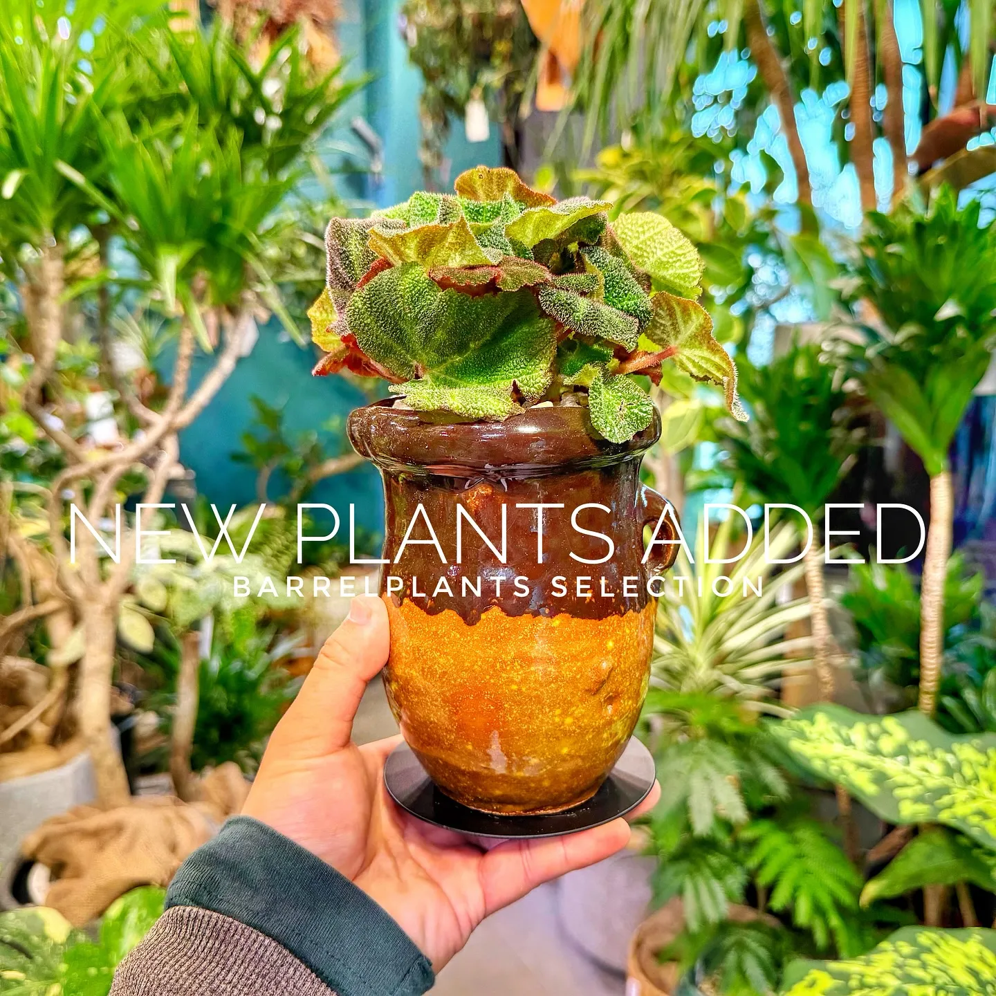 【ベイスショップに新しい植物を15鉢追加しました😊】