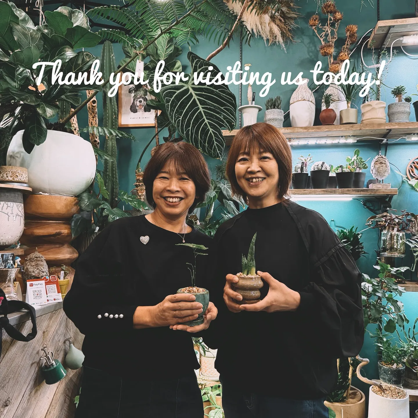 【ベイスショップに新しい植物を15鉢追加しました😊】