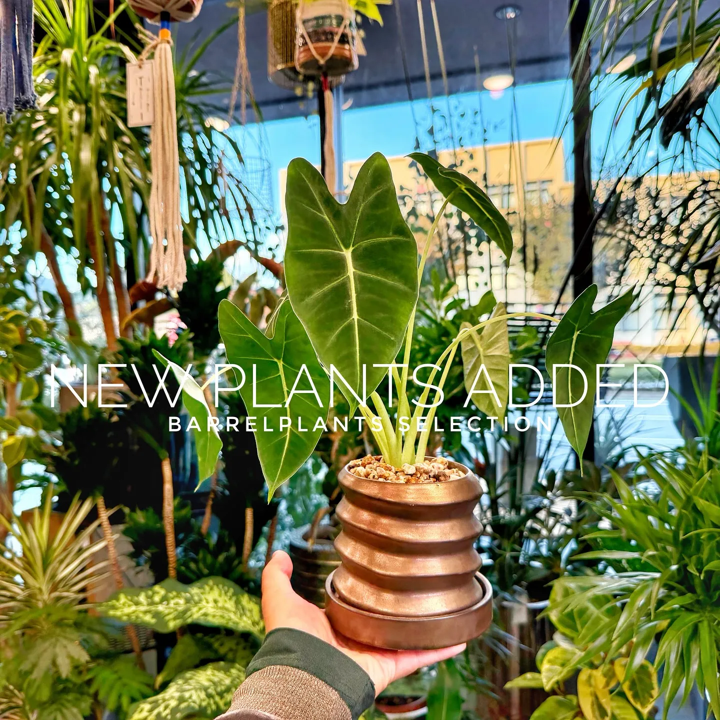 【ベイスショップに新しい植物を15鉢追加しました😊】