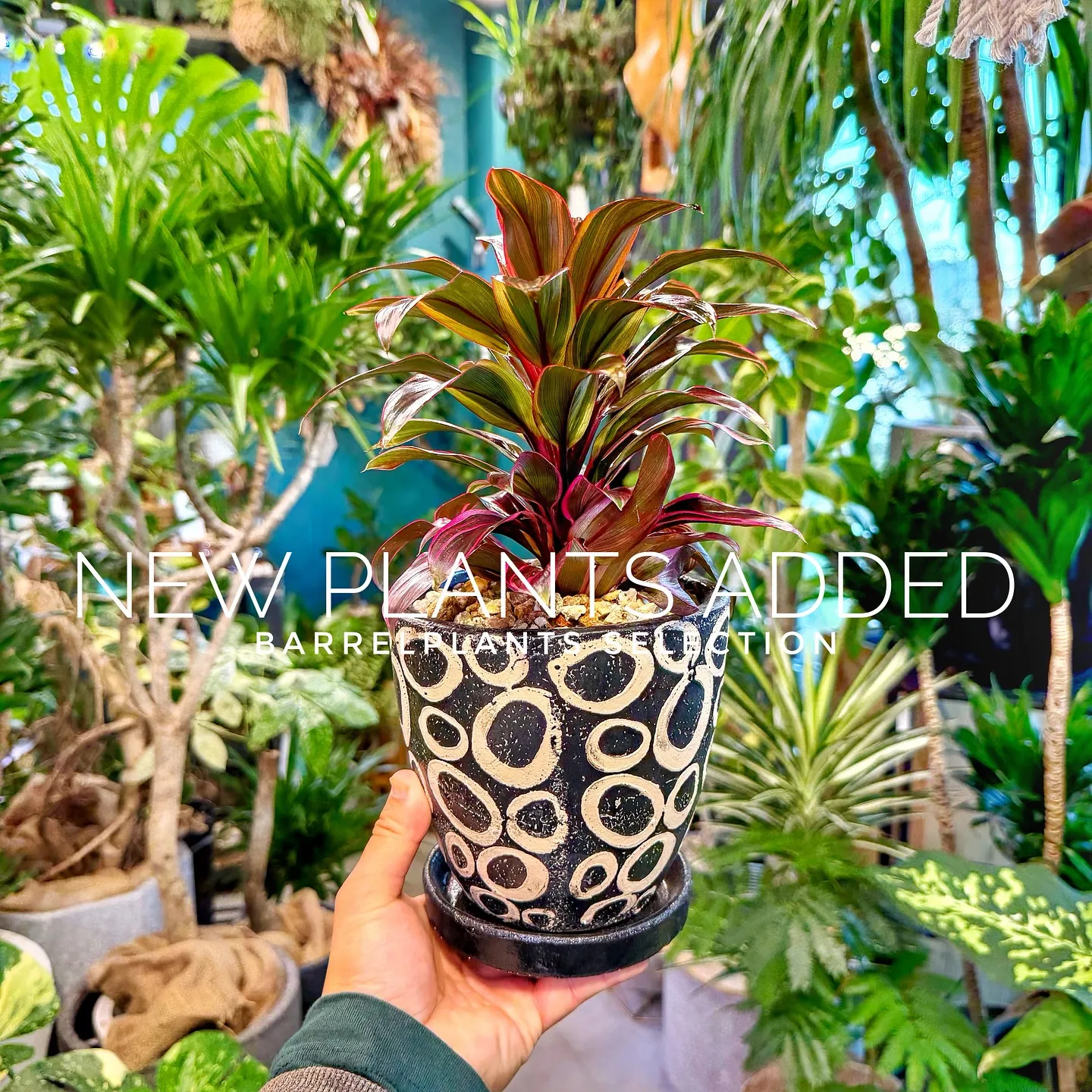 【ベイスショップに新しい植物を15鉢追加しました😊】