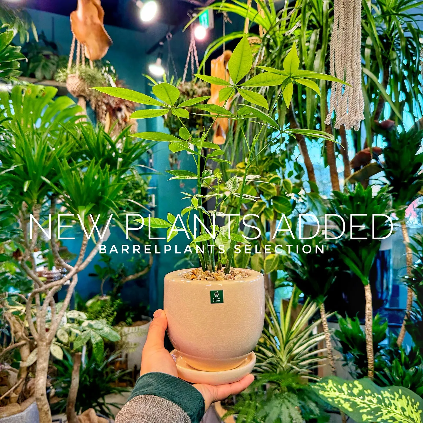 【ベイスショップに新しい植物を15鉢追加しました😊】