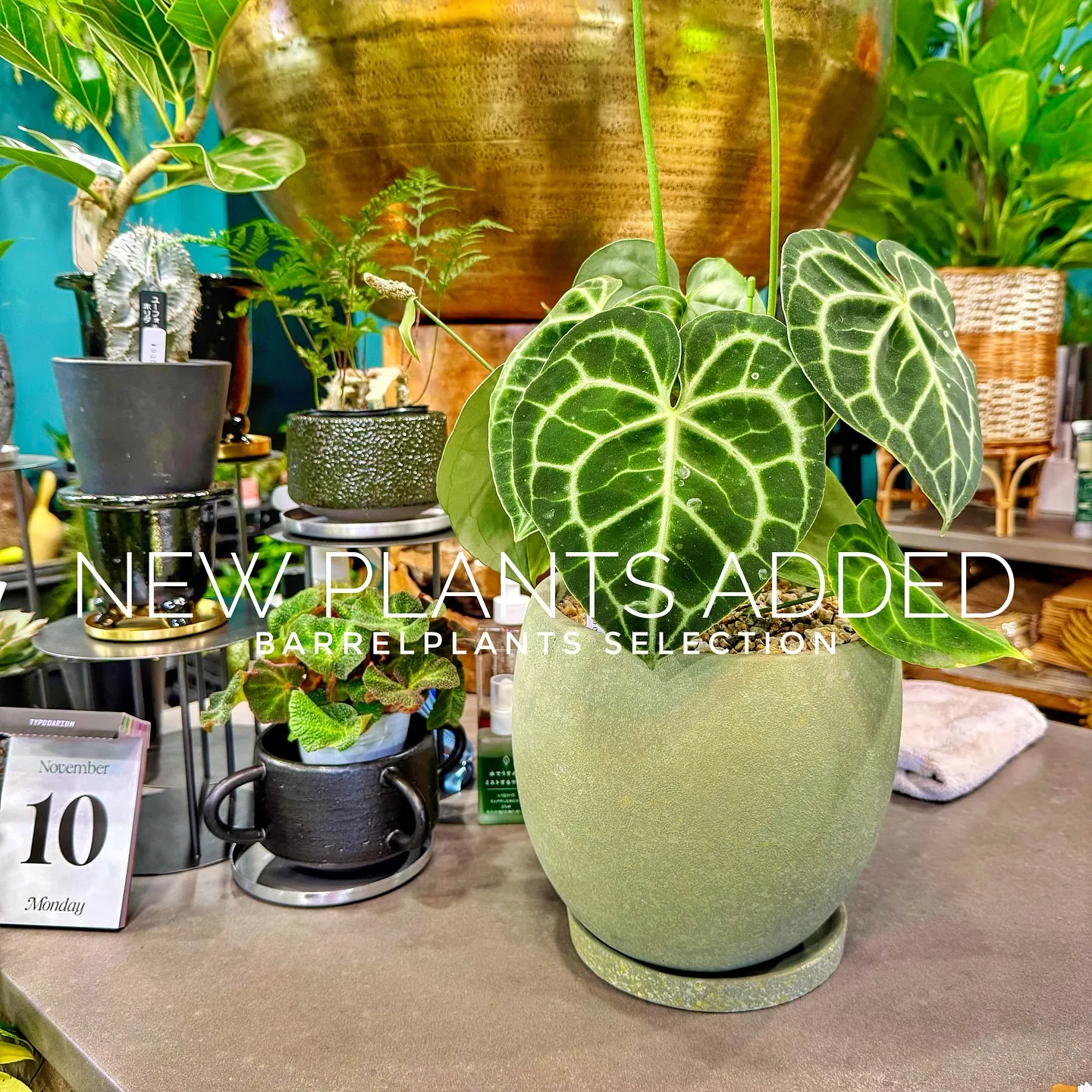 【ベイスショップに新しい植物を15鉢追加しました😊】