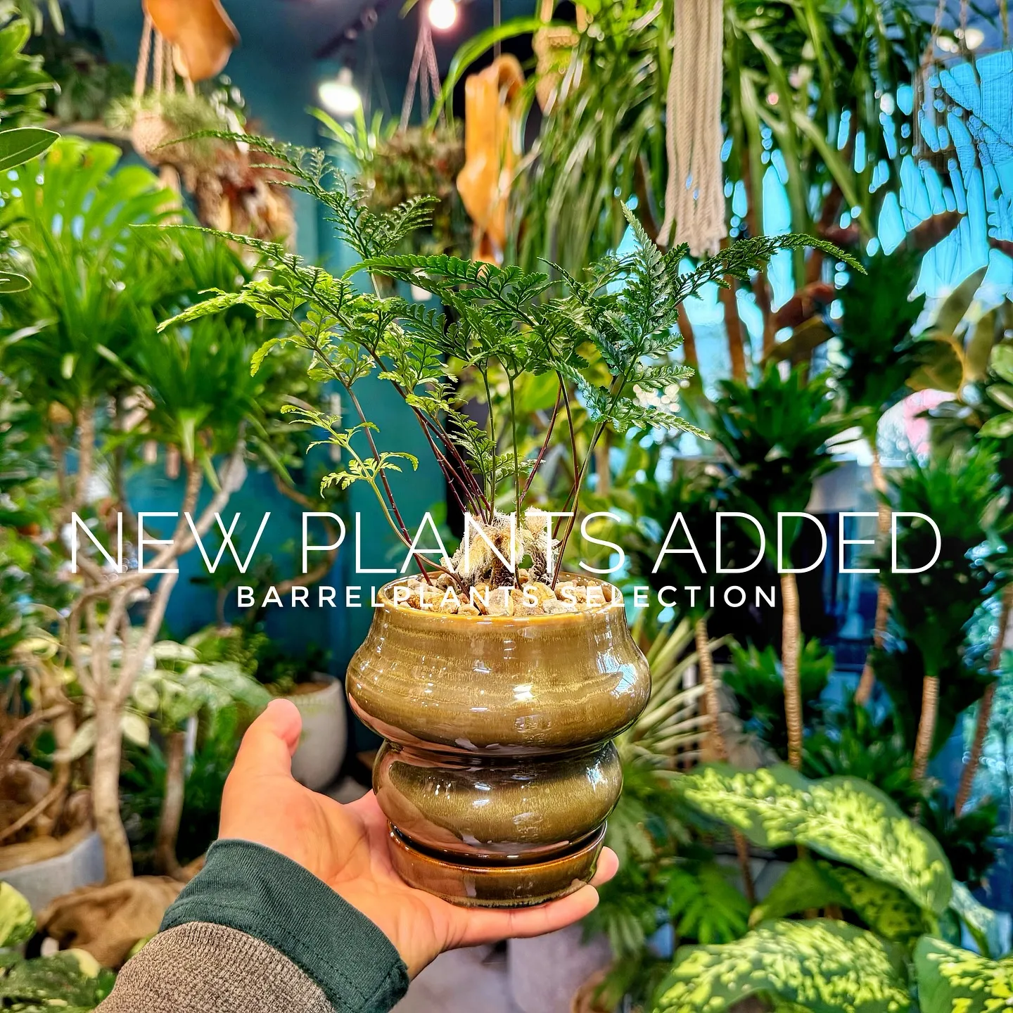 【ベイスショップに新しい植物を15鉢追加しました😊】