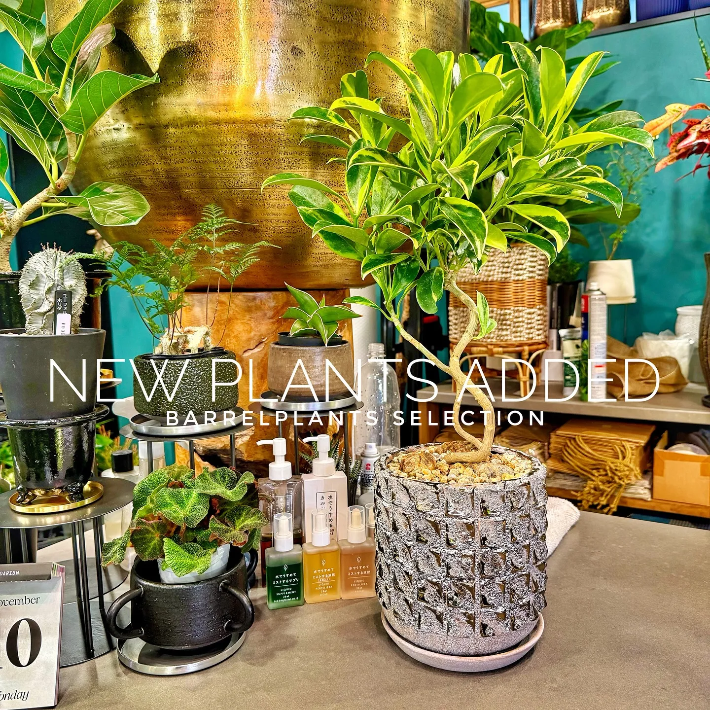 【ベイスショップに新しい植物を15鉢追加しました😊】