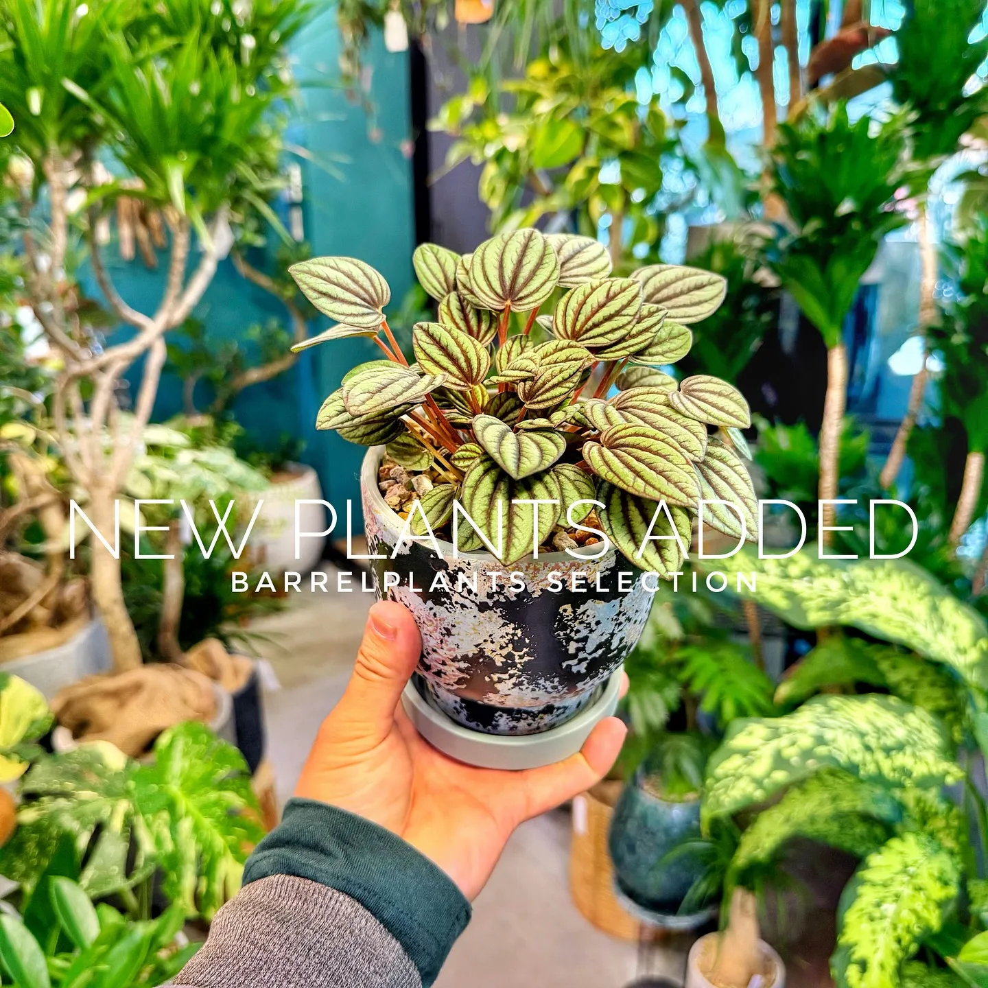 【ベイスショップに新しい植物を15鉢追加しました😊】