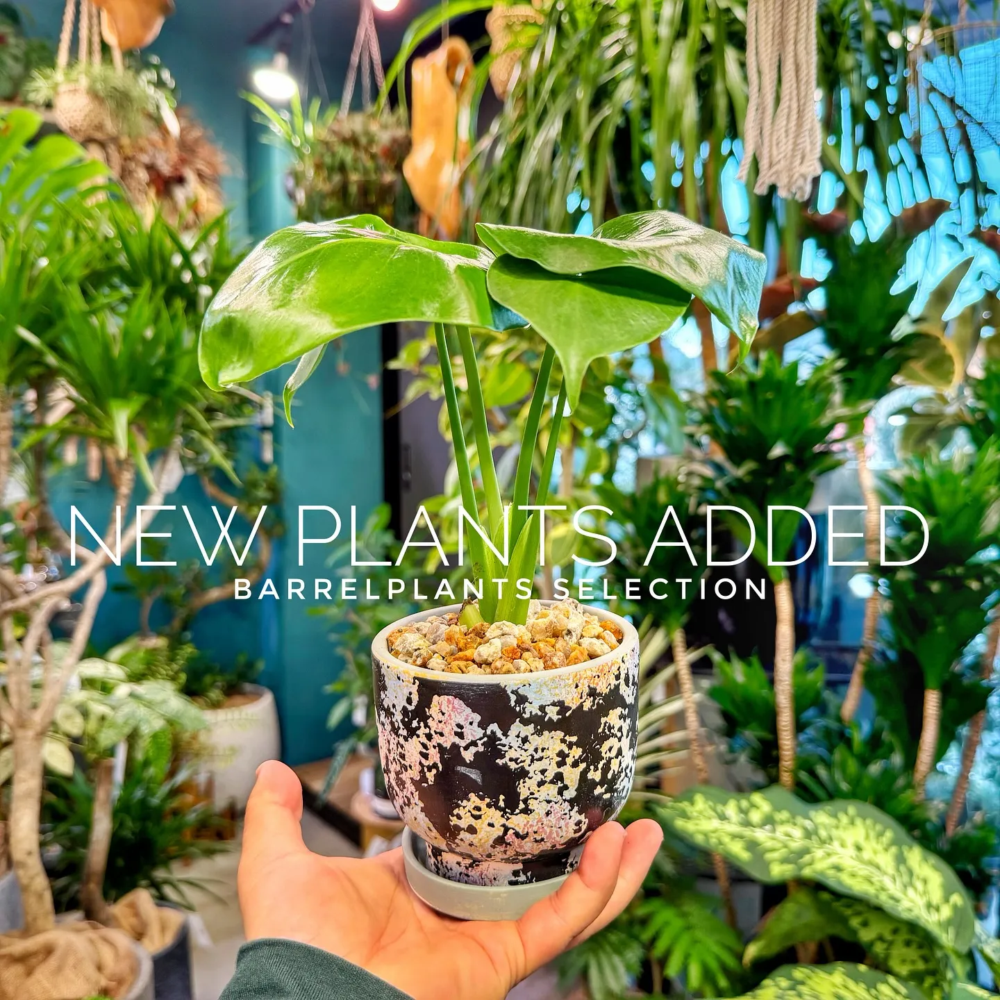 【ベイスショップに新しい植物を15鉢追加しました😊】