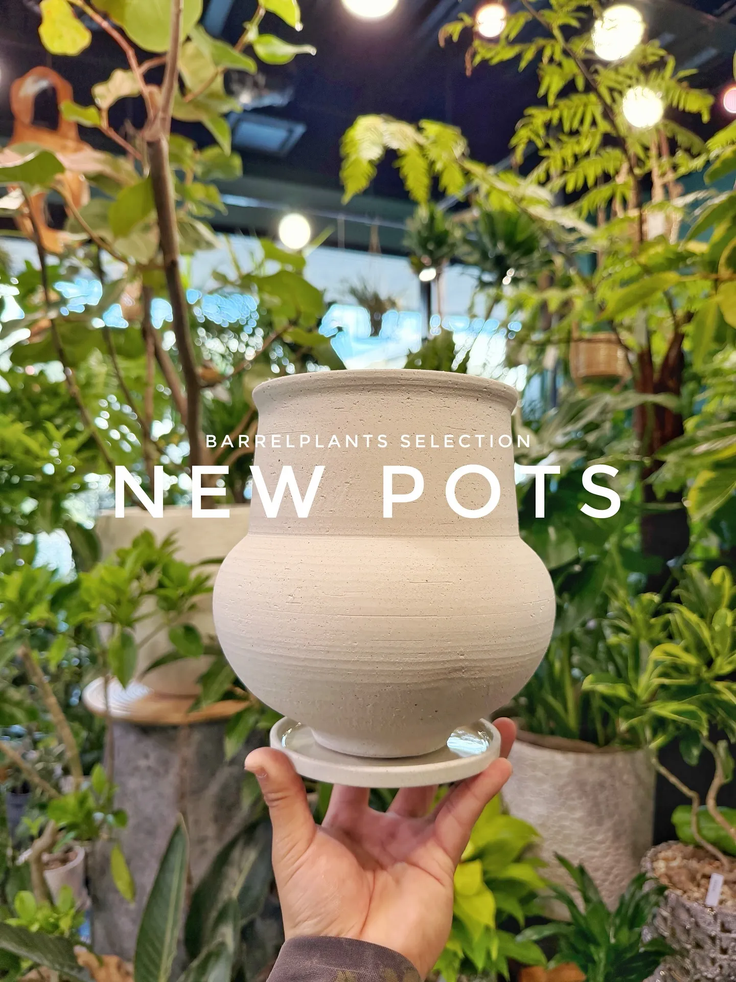 【植物専門店barrelplantsのセレクトする新作鉢入荷...