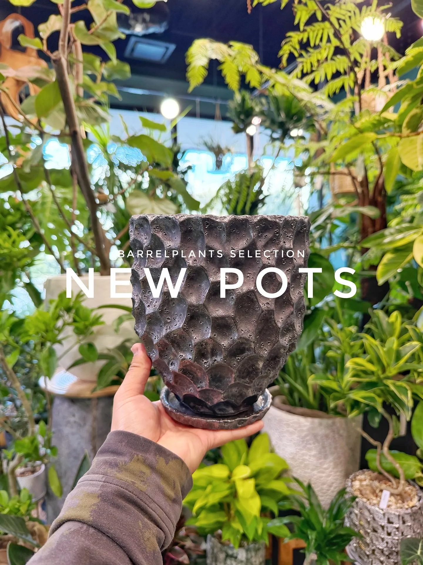 【植物専門店barrelplantsのセレクトする新作鉢入荷...