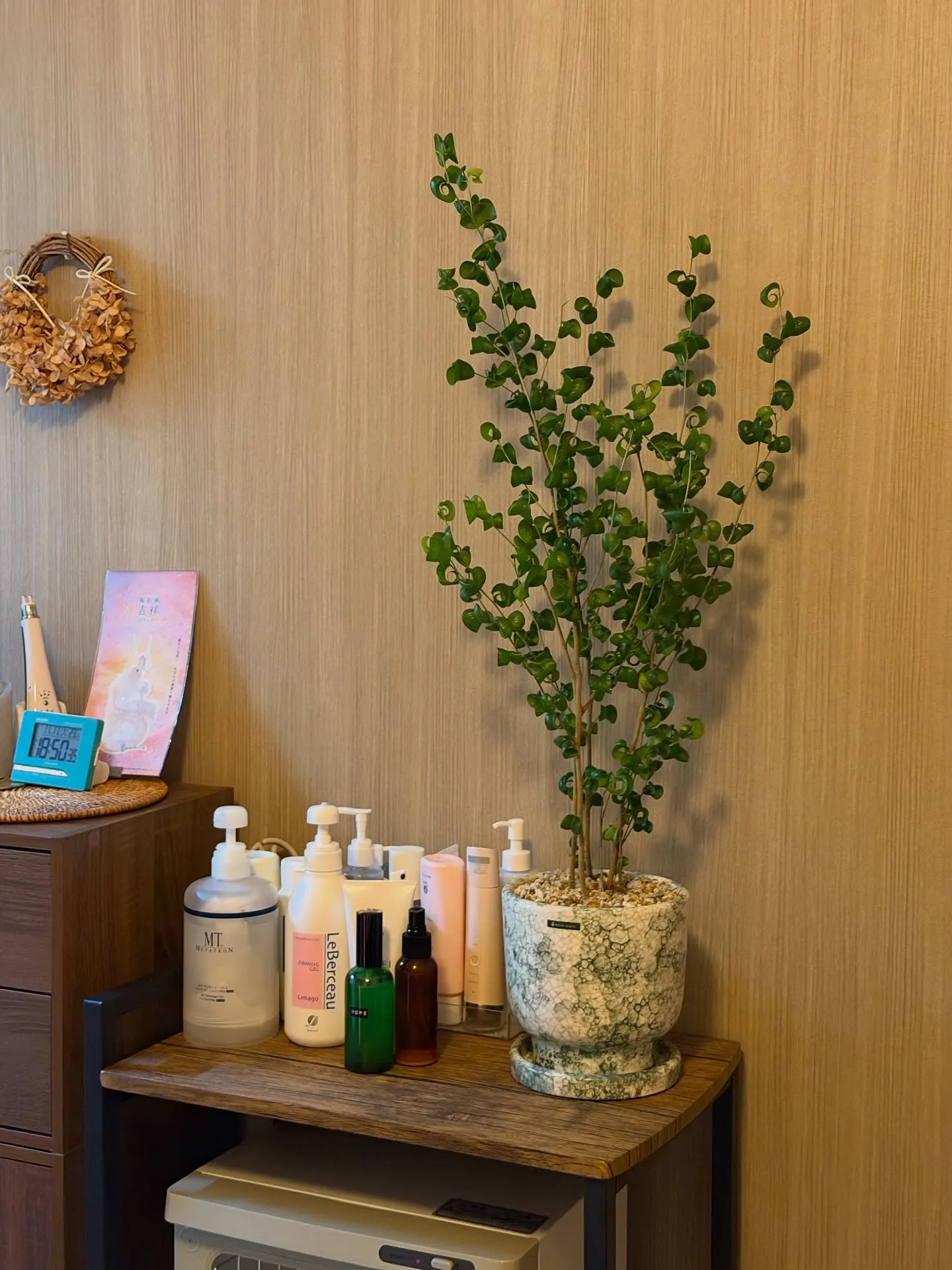 【植物専門店barrelplantsのセレクトする新作鉢入荷...