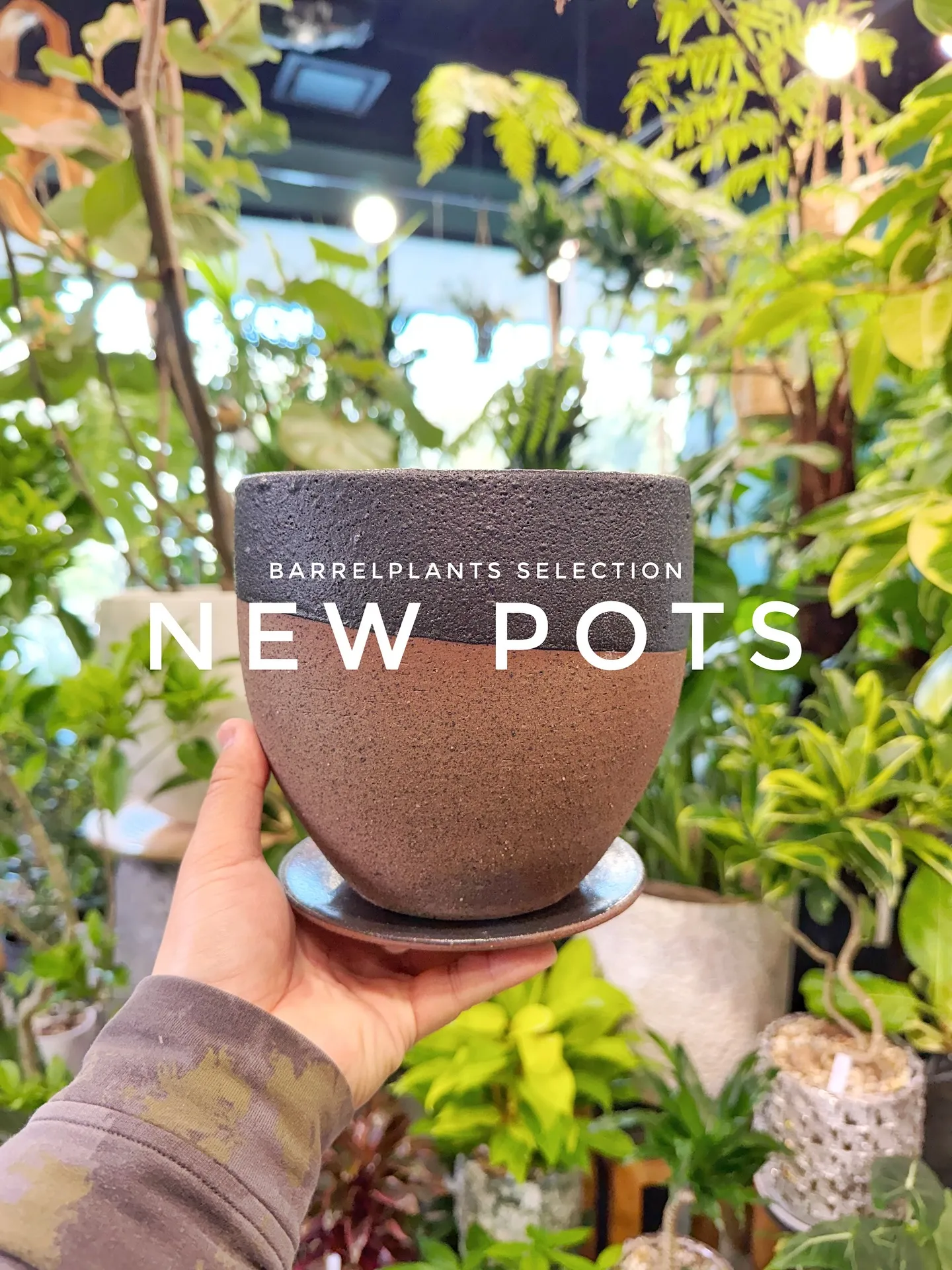 【植物専門店barrelplantsのセレクトする新作鉢入荷...