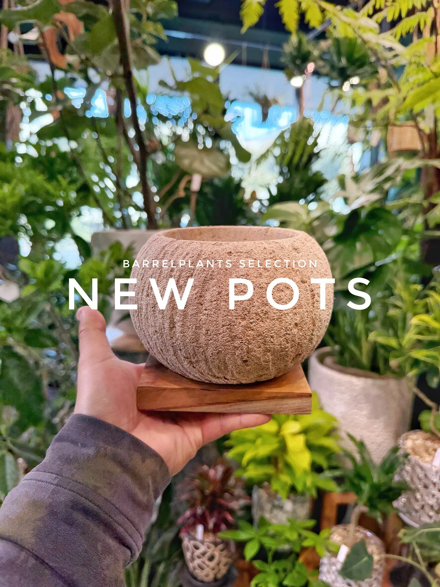 【植物専門店barrelplantsのセレクトする新作鉢入荷...