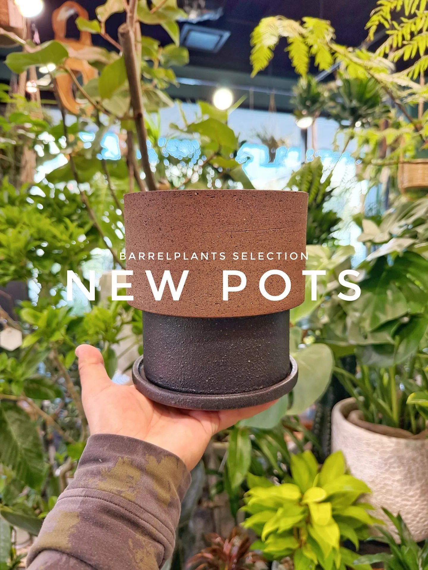 【植物専門店barrelplantsのセレクトする新作鉢入荷...