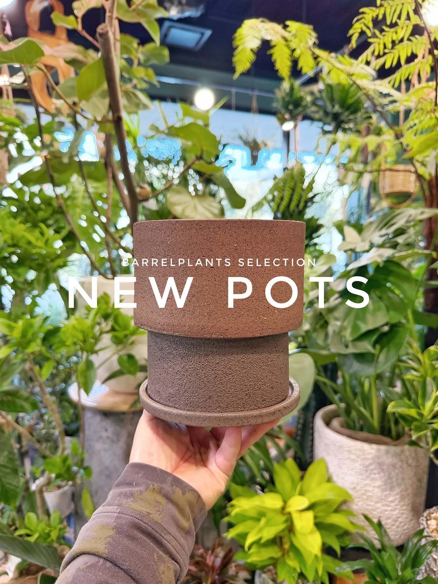 【植物専門店barrelplantsのセレクトする新作鉢入荷...