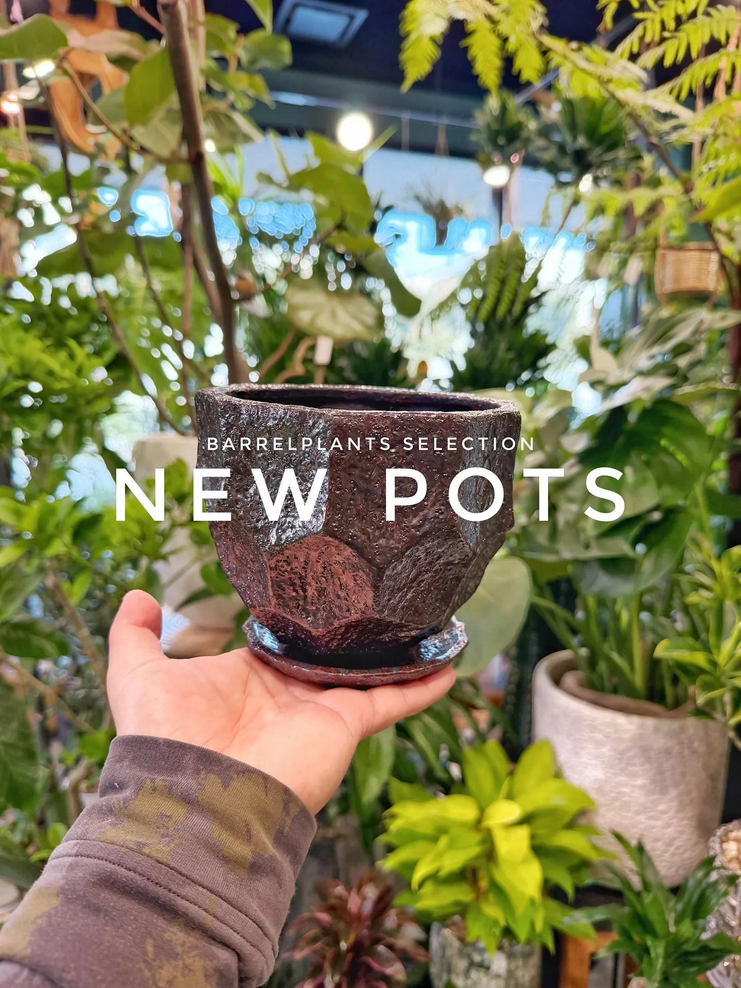 【植物専門店barrelplantsのセレクトする新作鉢入荷...