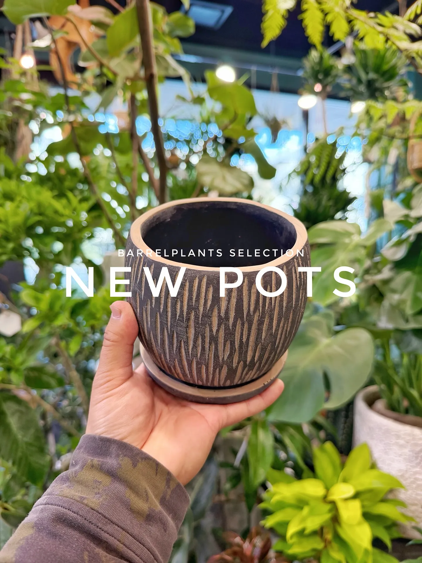 【植物専門店barrelplantsのセレクトする新作鉢入荷...