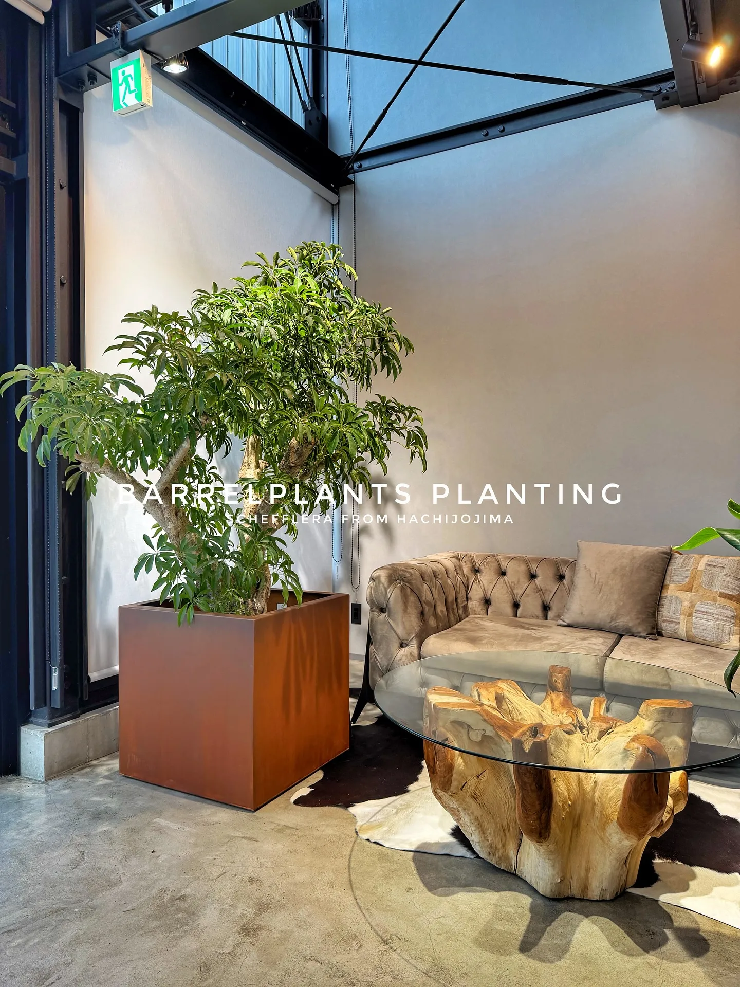 【八丈島産のシェフレラを、こだわりの鉄サビ鉢に。