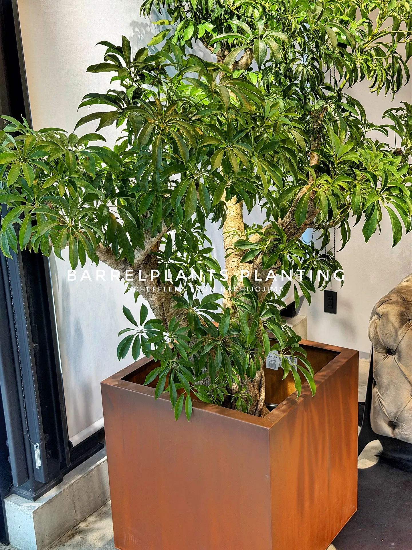 【八丈島産のシェフレラを、こだわりの鉄サビ鉢に。