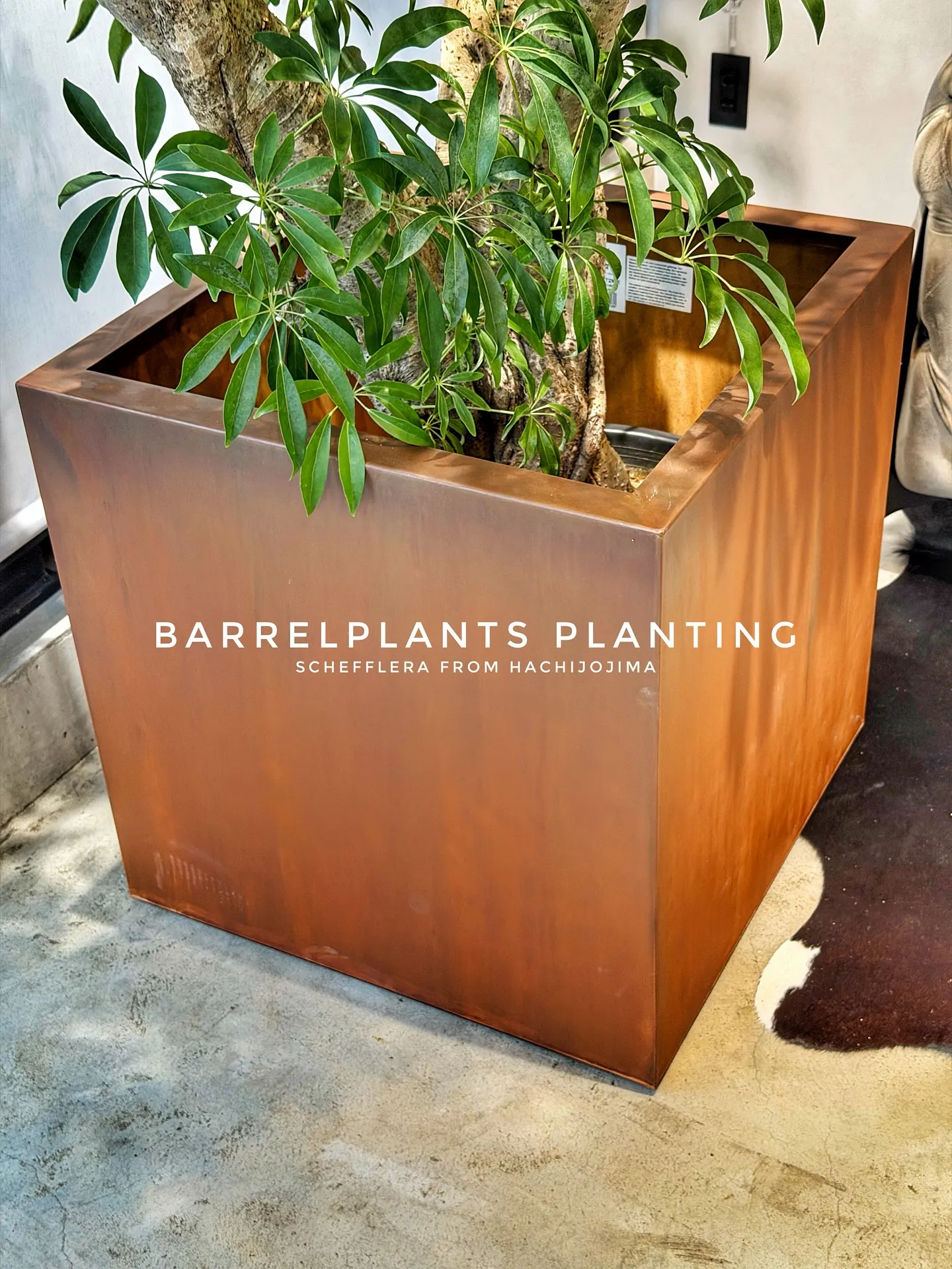 【八丈島産のシェフレラを、こだわりの鉄サビ鉢に。