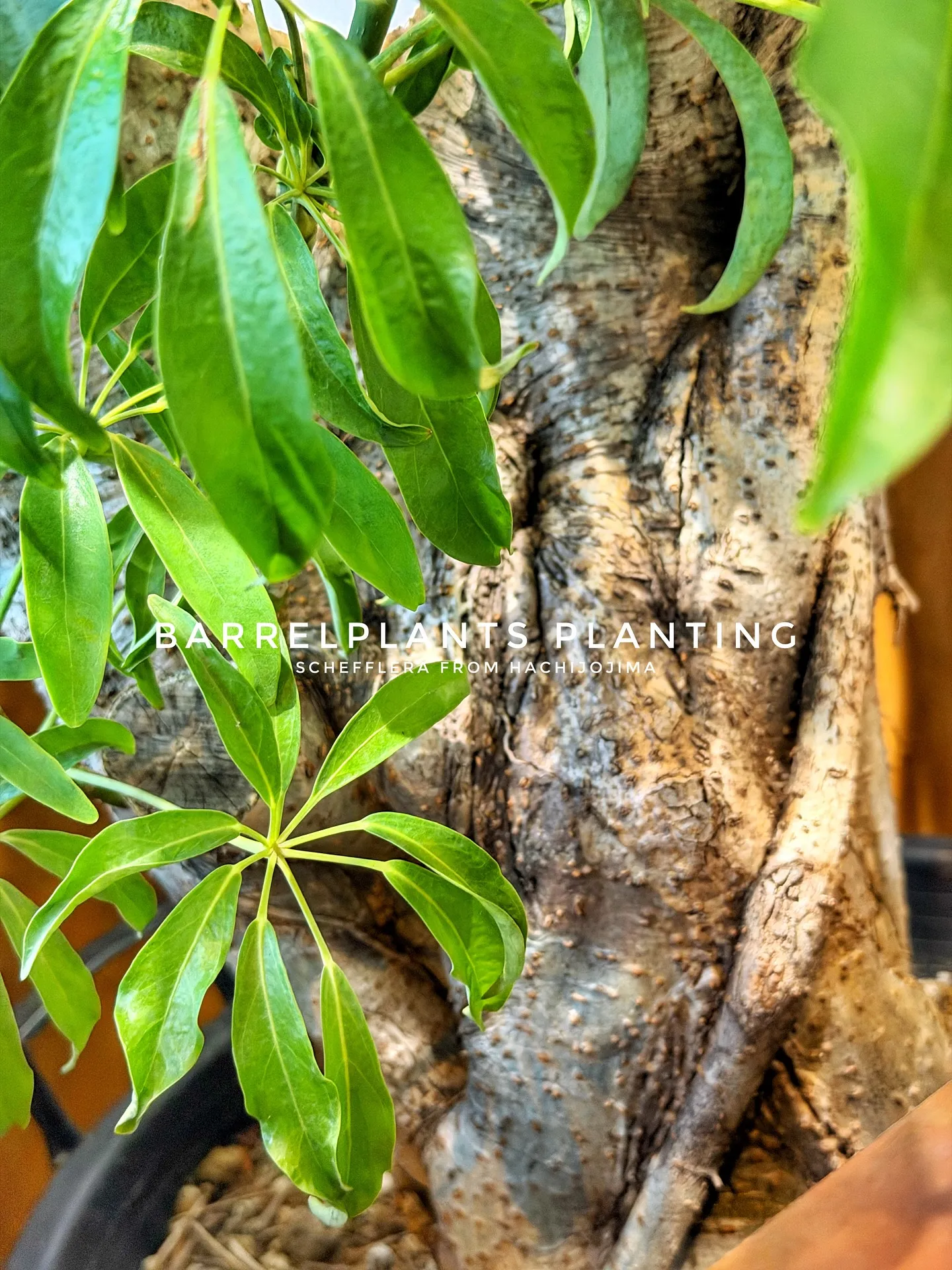 【八丈島産のシェフレラを、こだわりの鉄サビ鉢に。