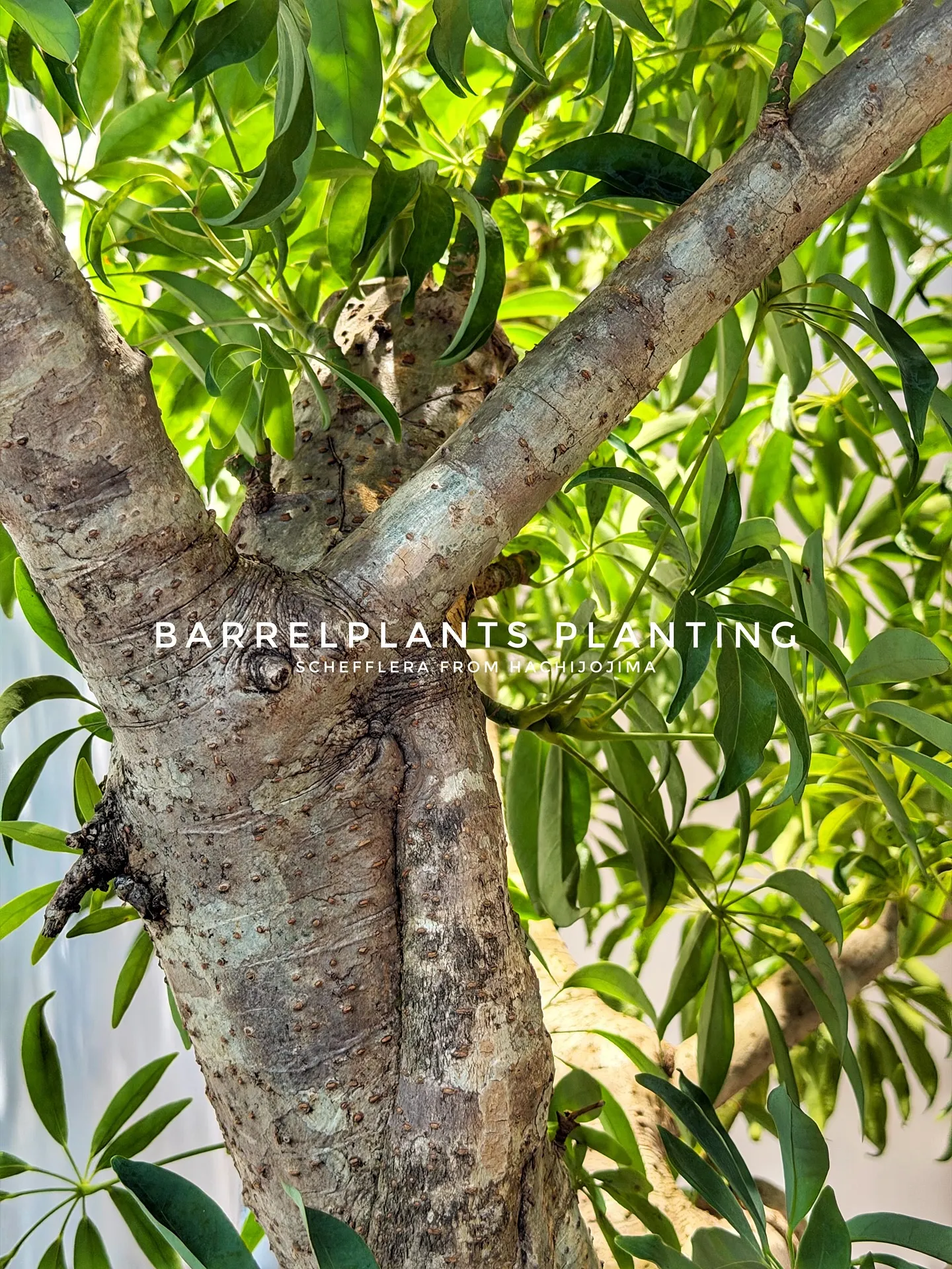 【八丈島産のシェフレラを、こだわりの鉄サビ鉢に。