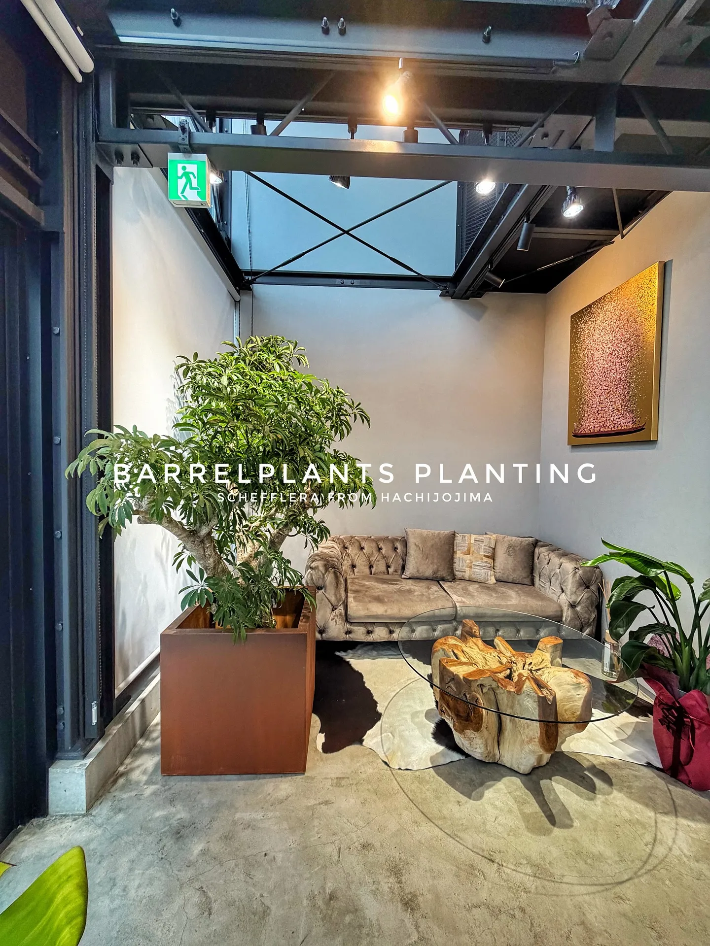 【八丈島産のシェフレラを、こだわりの鉄サビ鉢に。