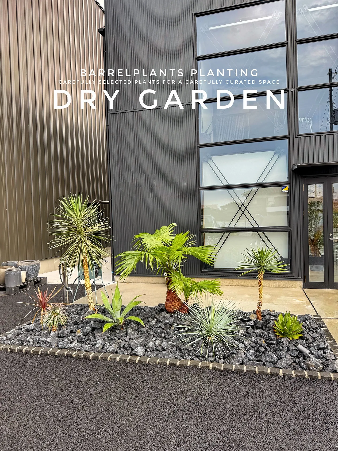 【八丈島産のシェフレラを、こだわりの鉄サビ鉢に。