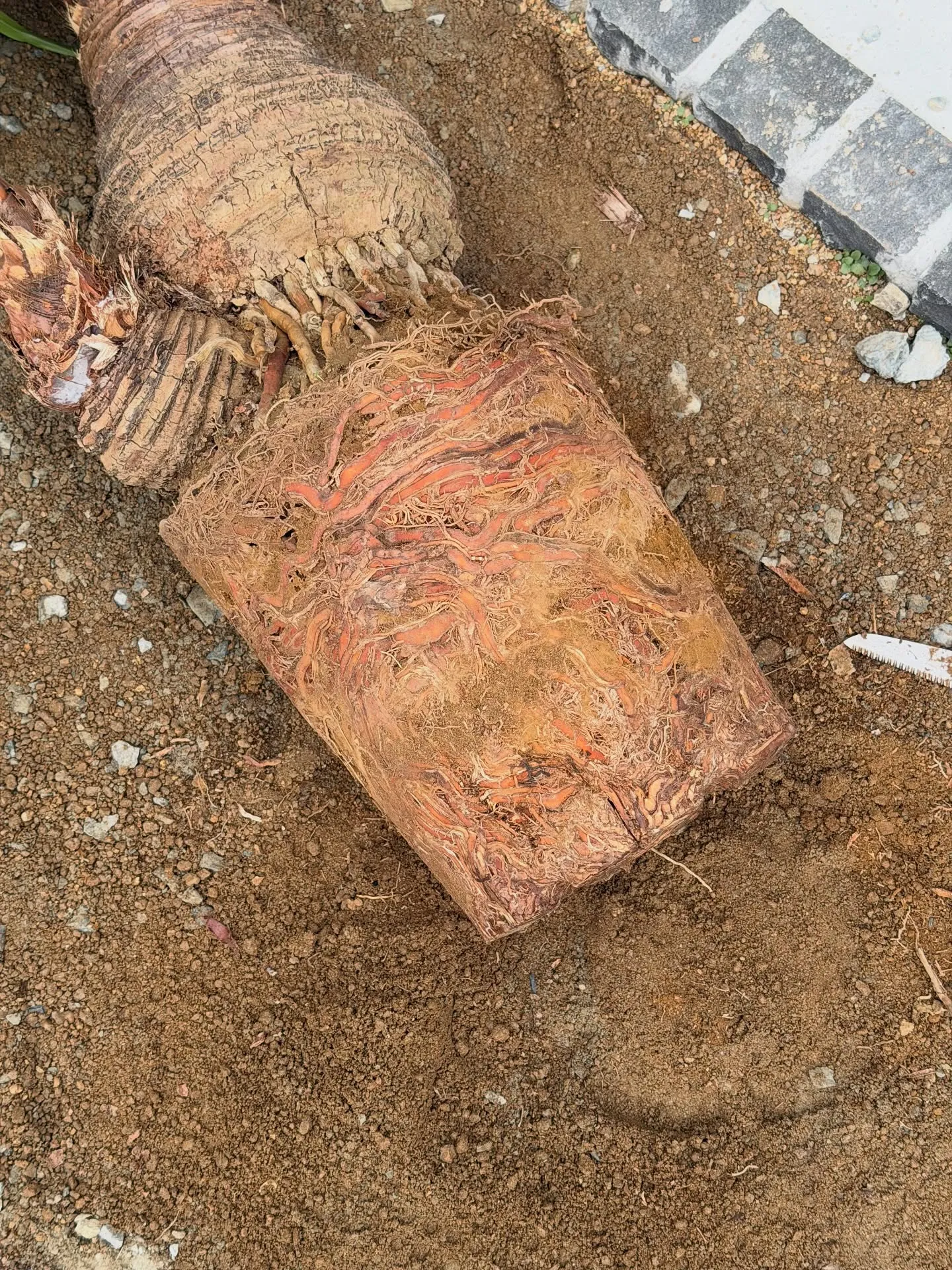 【八丈島産のシェフレラを、こだわりの鉄サビ鉢に。