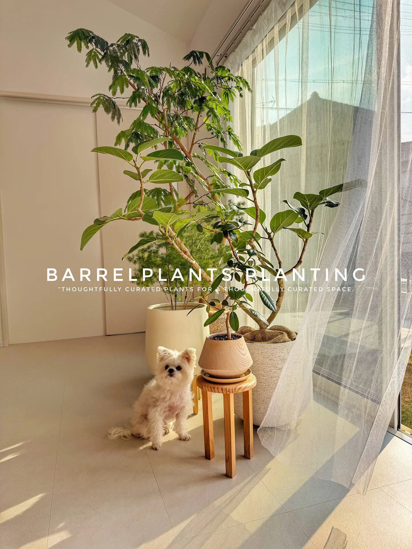 【空間をつくる植物。