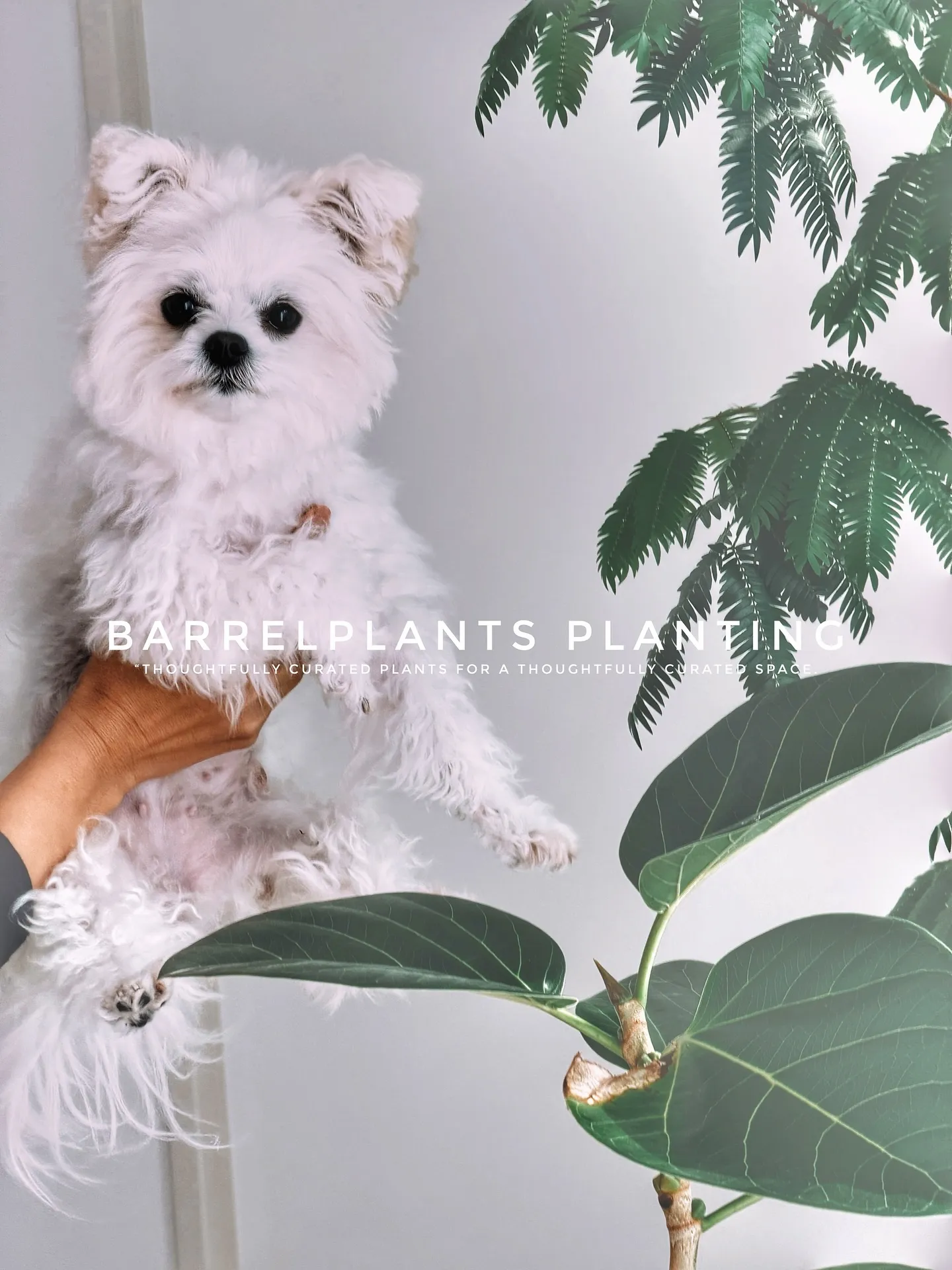 【空間をつくる植物。