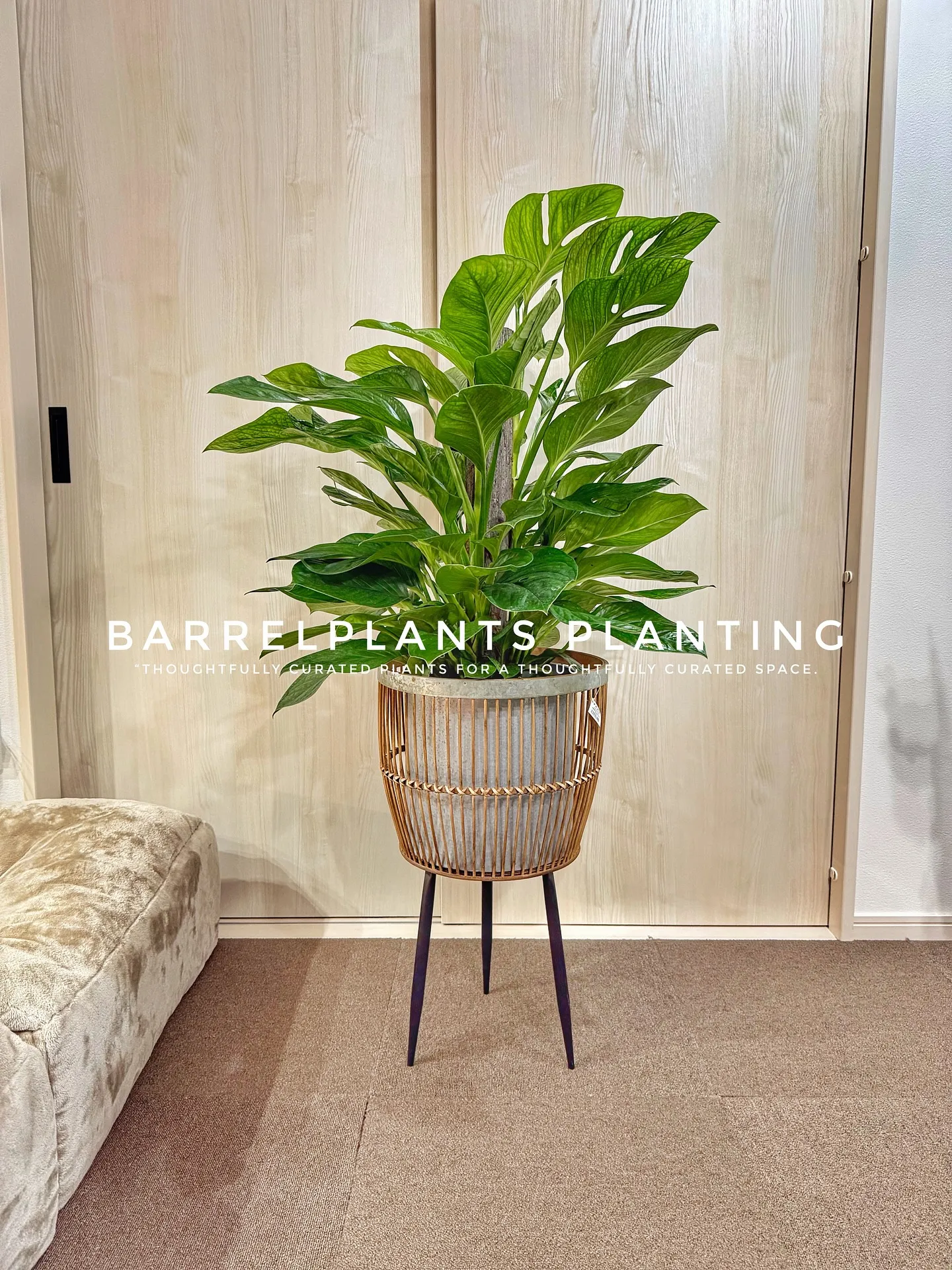 【空間をつくる植物。