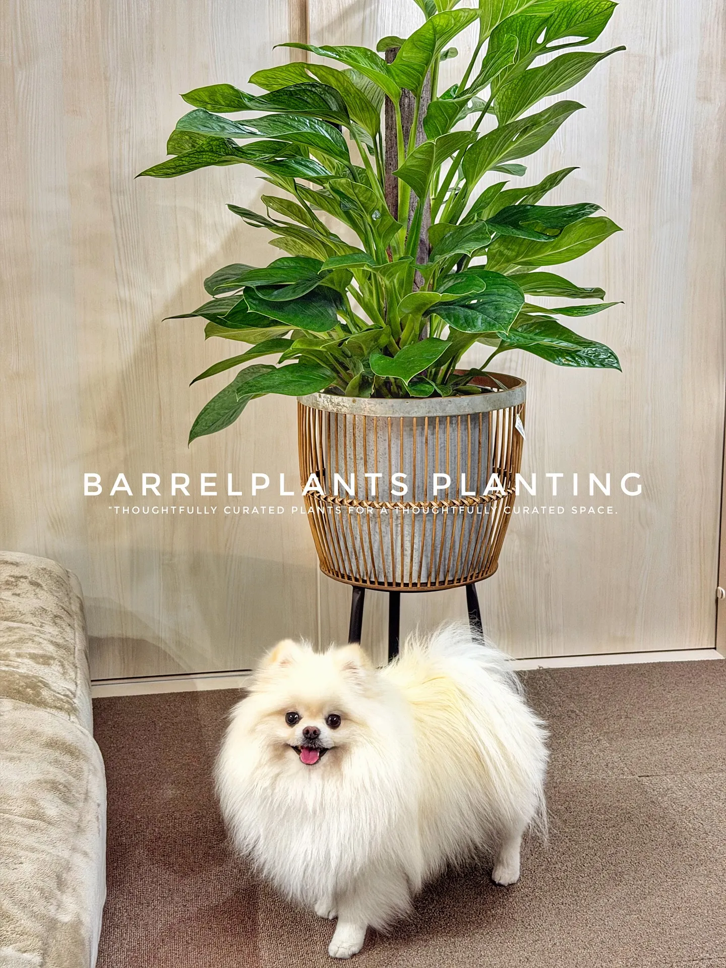 【空間をつくる植物。