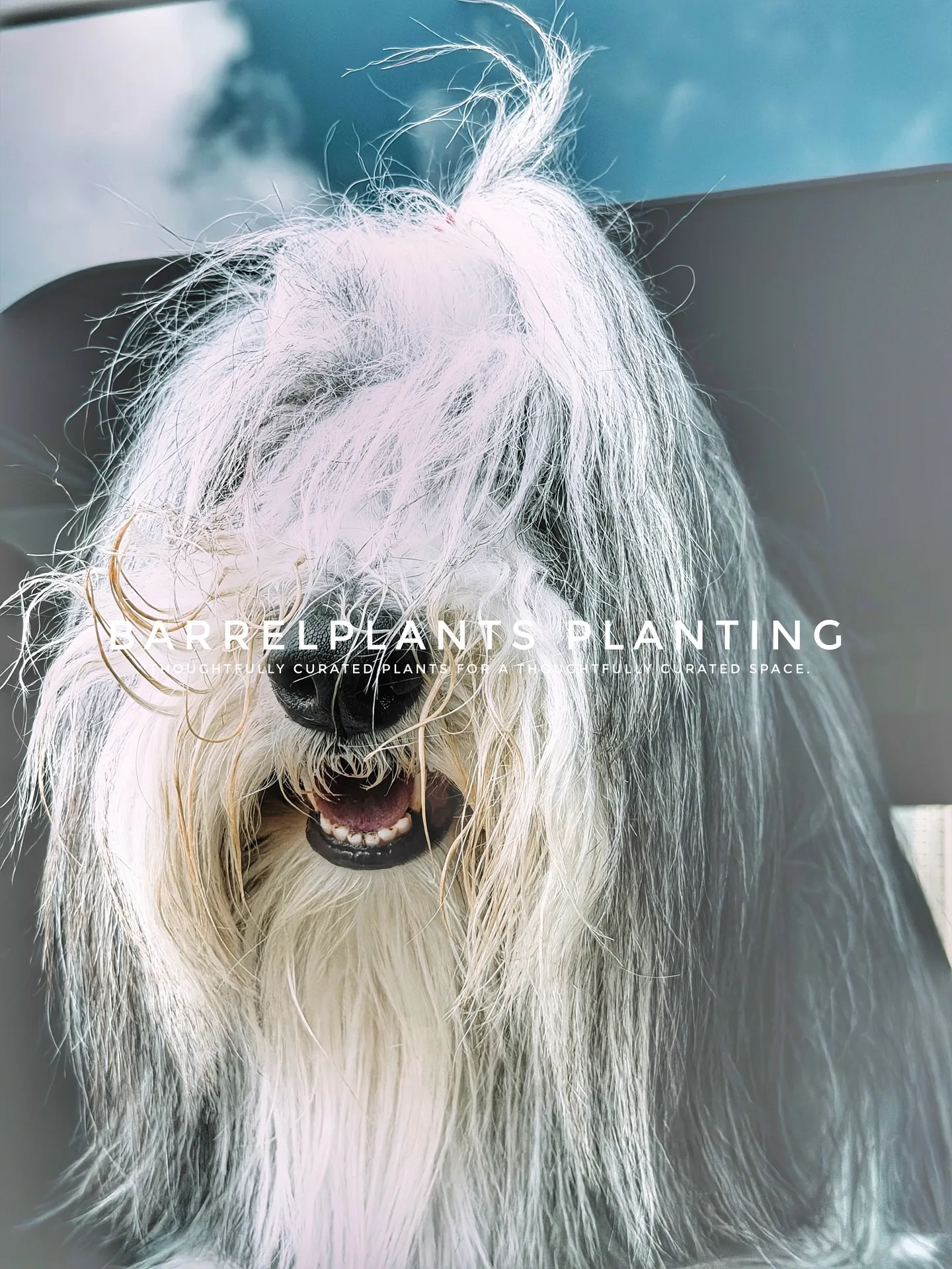 【空間をつくる植物。