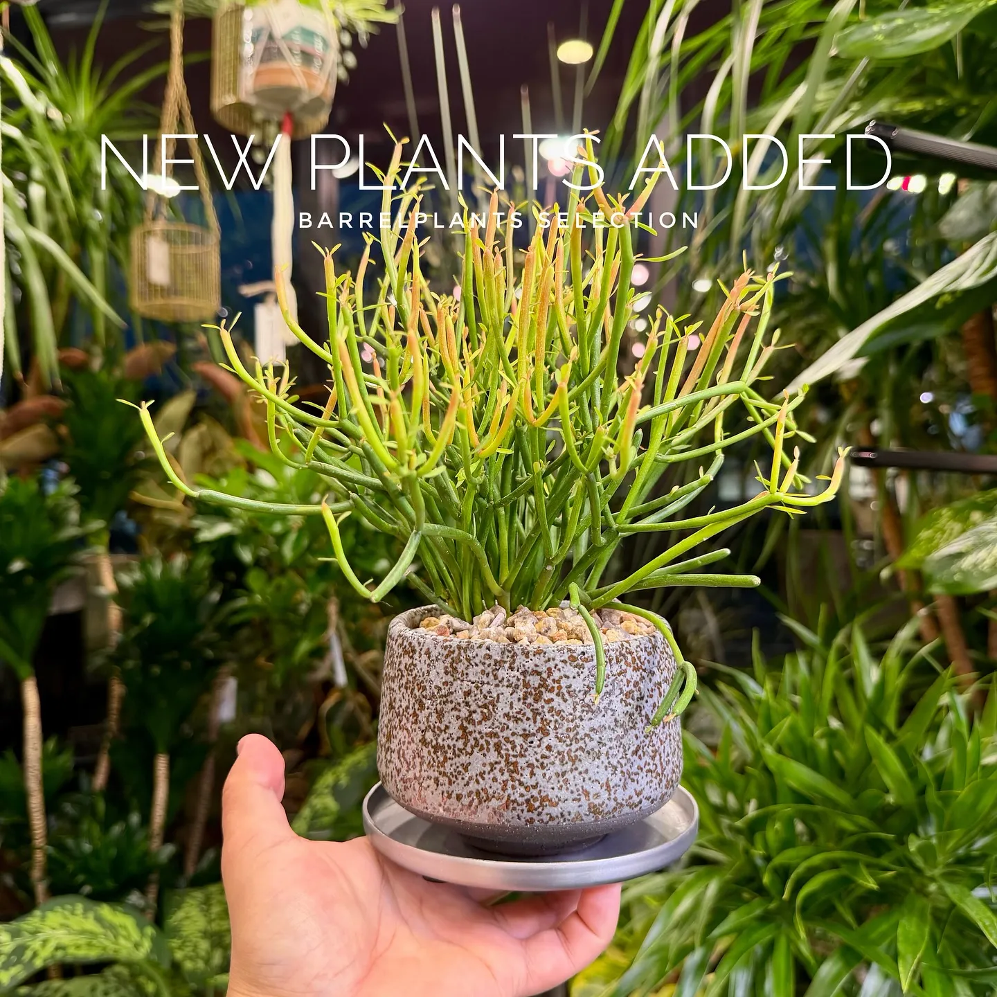 【ベイスショップに新アイテム追加のご案内、barrelpla...