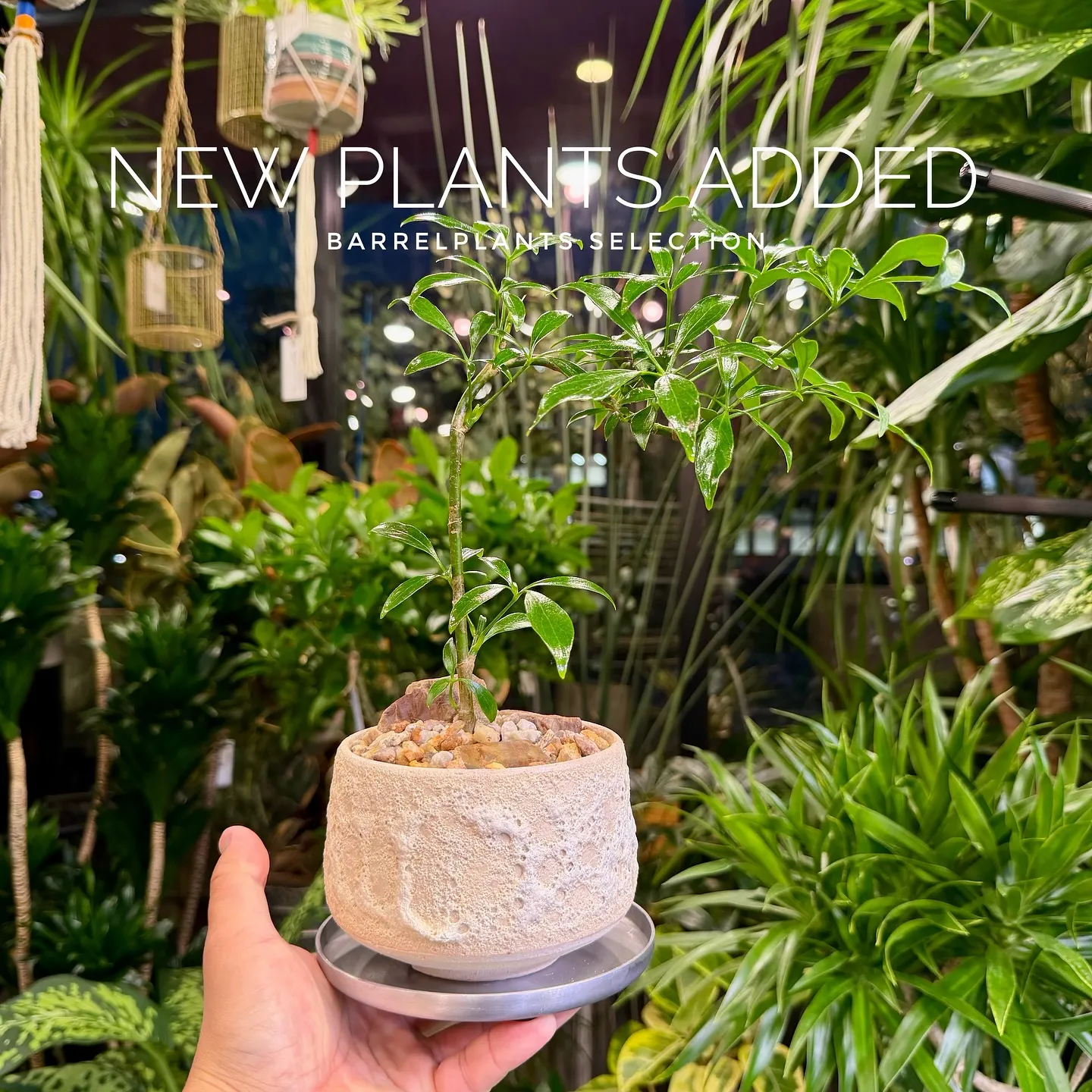 【ベイスショップに新アイテム追加のご案内、barrelpla...