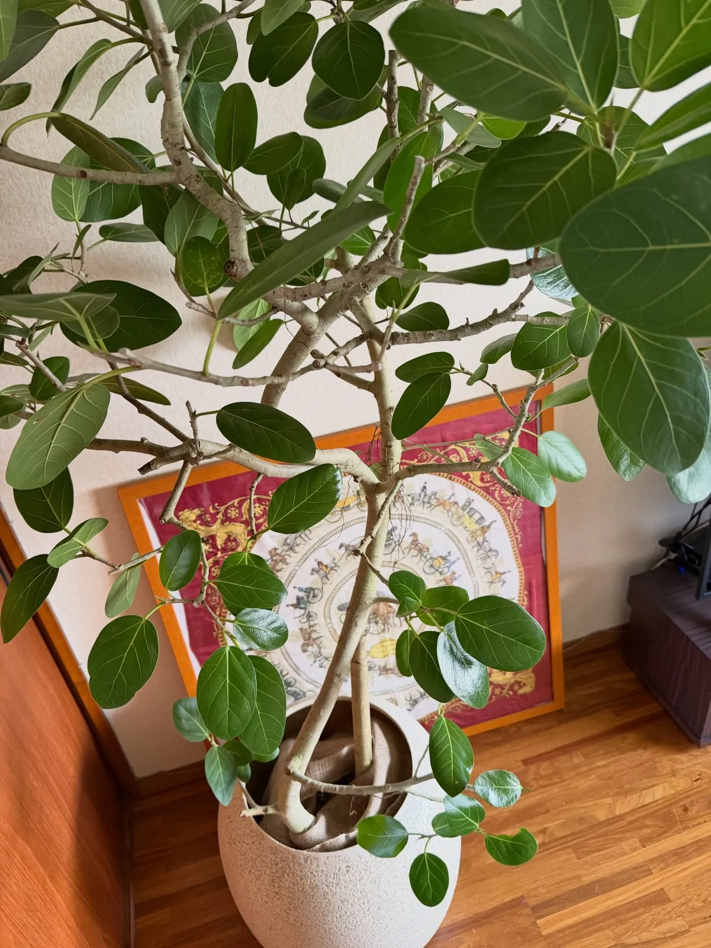 「お客様を迎える空間にグリーンの癒しを」