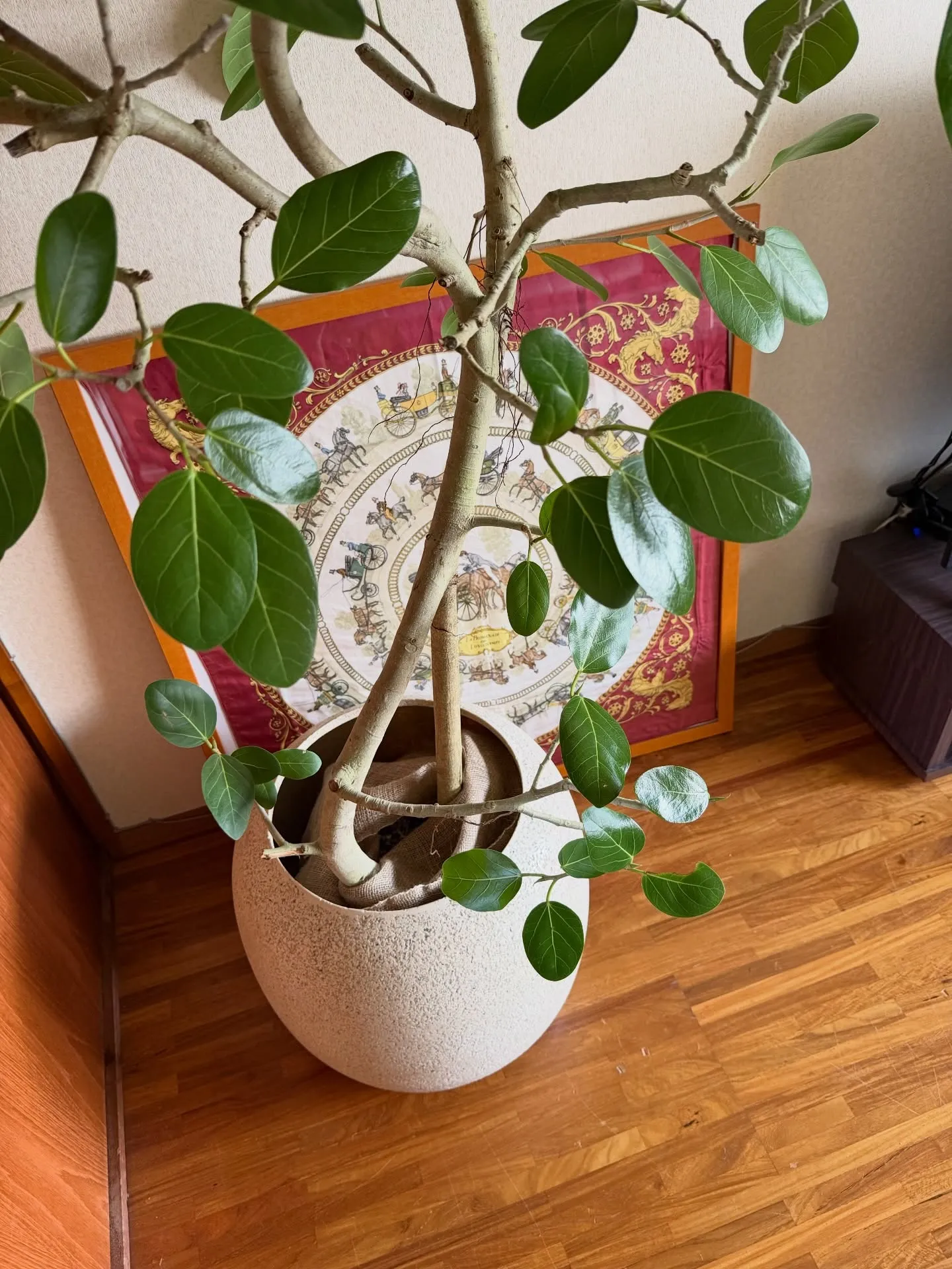 「お客様を迎える空間にグリーンの癒しを」