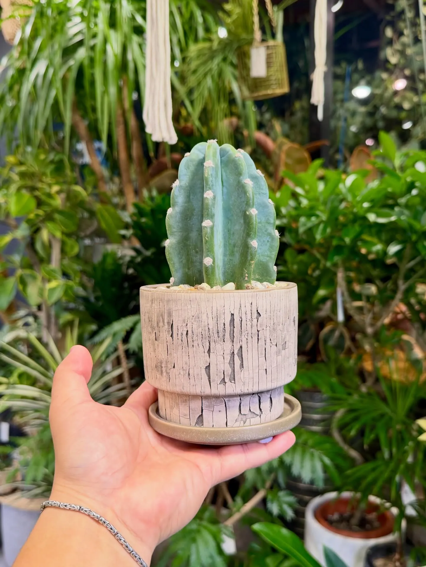 「こだわりの植物に出会える場所。