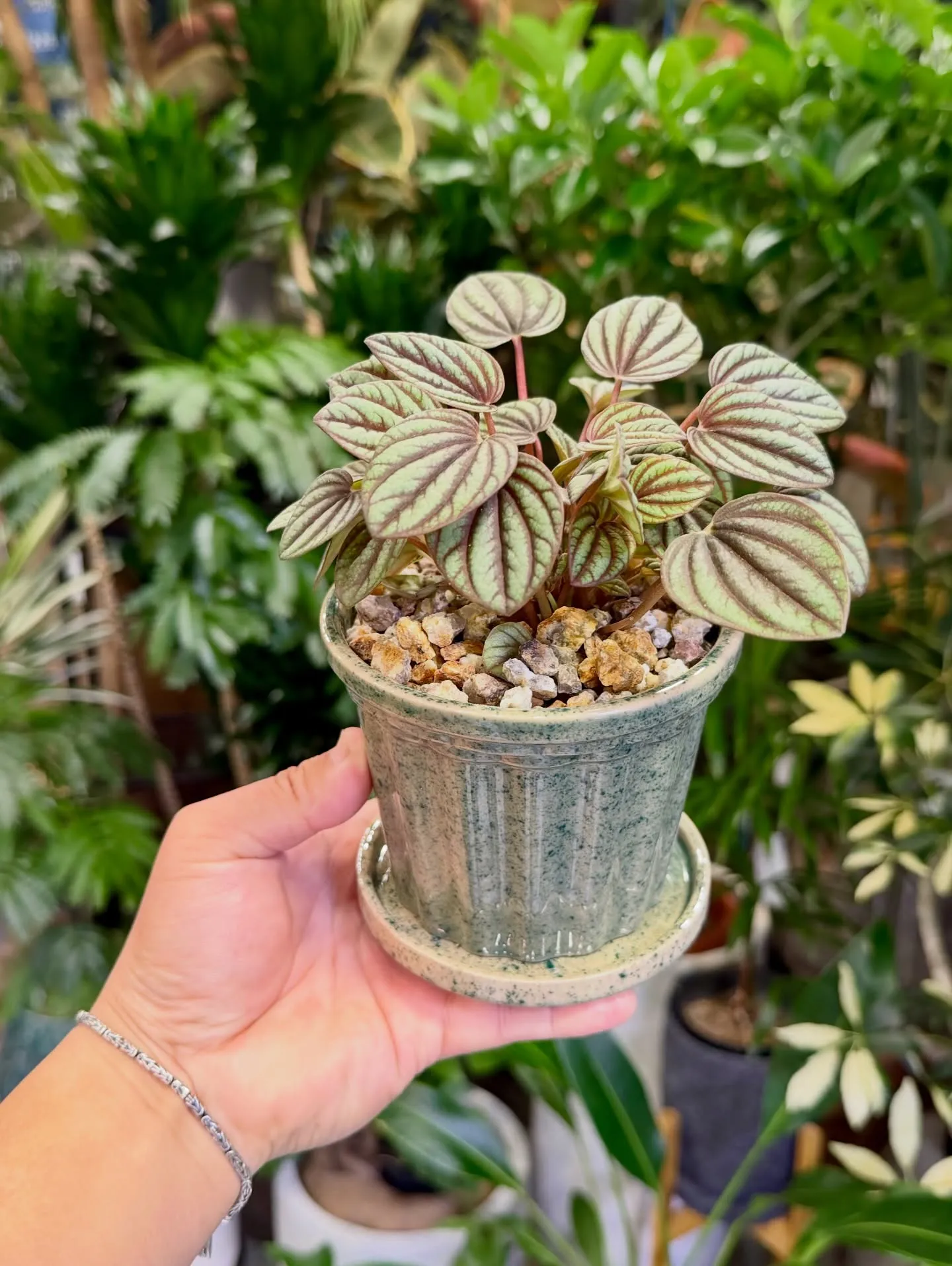 「こだわりの植物に出会える場所。