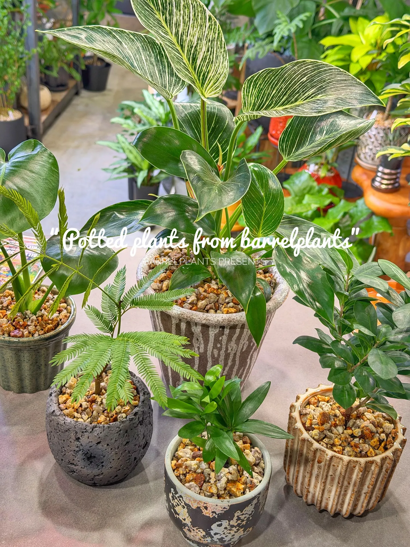 「こだわりの植物と、こだわりの鉢を。