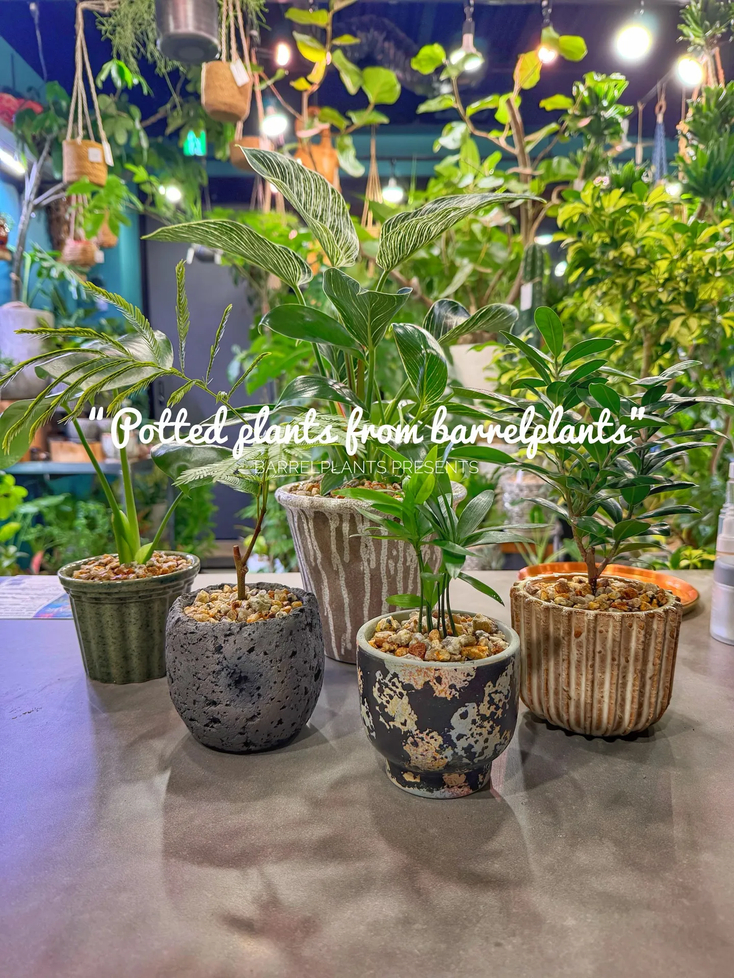 「こだわりの植物と、こだわりの鉢を。