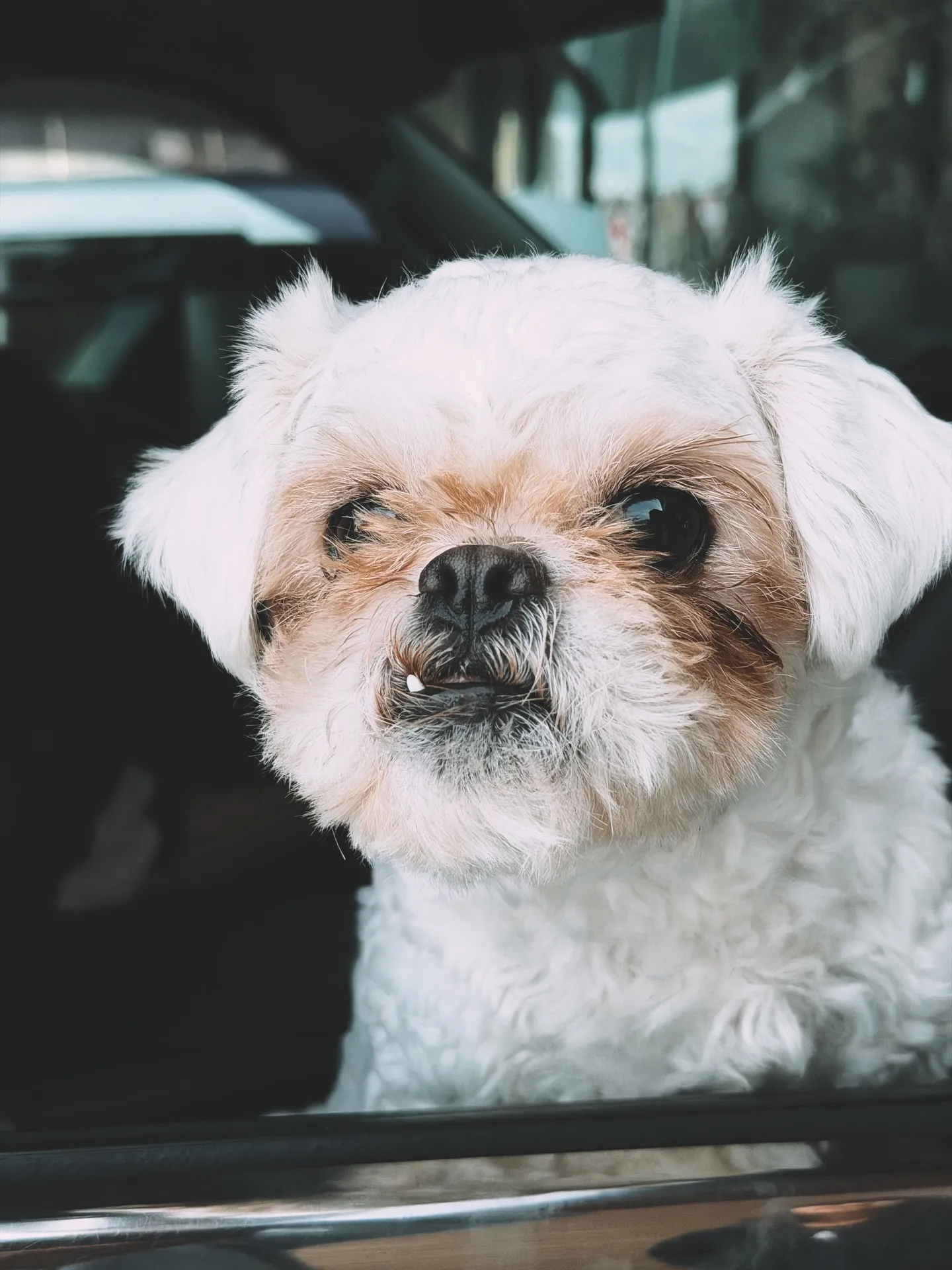 「こだわりの植物と、こだわりの鉢を。