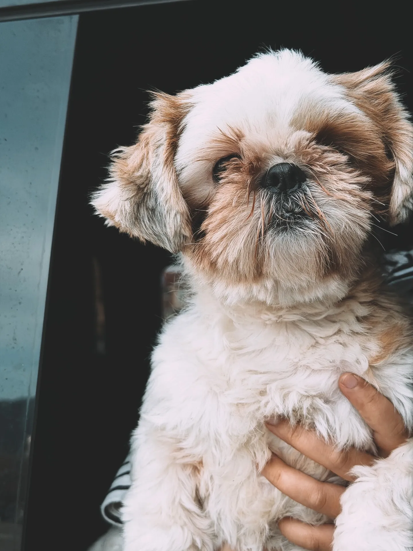 「こだわりの植物と、こだわりの鉢を。