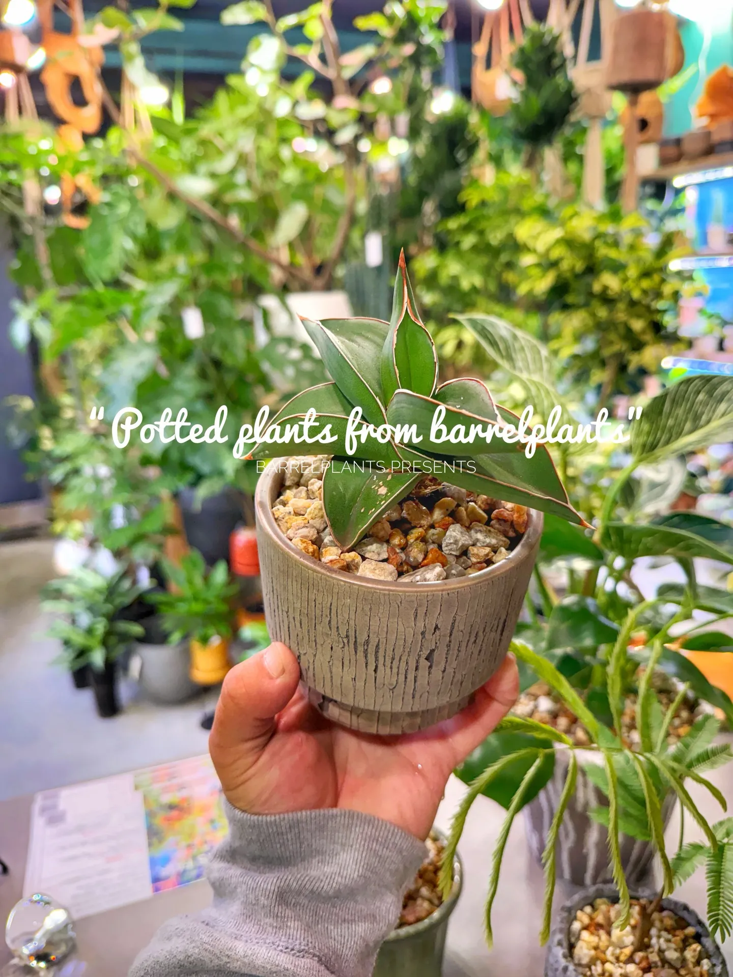 「こだわりの植物と、こだわりの鉢を。